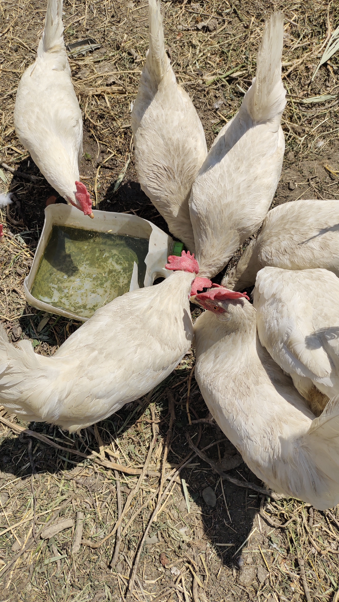A flock of white chickens are gathered around a white plastic container filled with green liquid and debris. The chickens are actively drinking from the container. The ground is covered with dry grass, twigs, and dirt, indicating an outdoor setting. The lighting suggests it is daytime, with shadows cast on the ground. The image is taken from a top-down perspective.