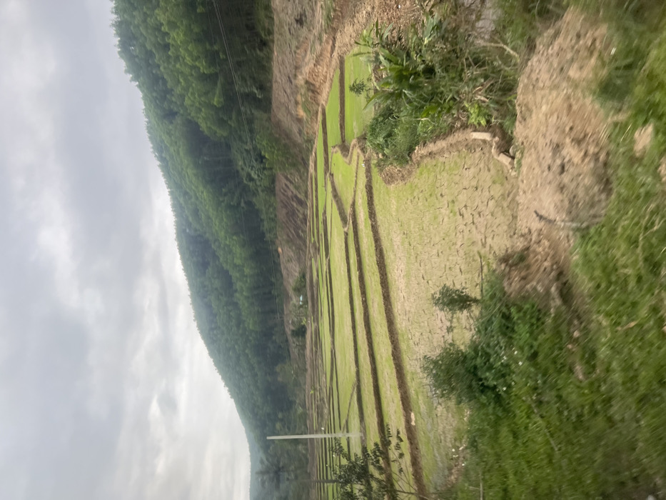 The image presents a rural landscape in Myui, Vietnam, under a grey, overcast sky. A large, steep hill covered in dense green foliage dominates the background, extending from the left to the right side of the frame. Towards the base of this hill, sections of reddish-brown disturbed earth are visible, along with utility lines running horizontally. In the midground, a series of terraced agricultural fields, likely rice paddies, stretch across the scene. These fields are partitioned by dark earthen berms, forming various rectangular and irregular shapes. Some terraces contain vibrant green young crops, while others display dry, cracked soil patterns. A small, indistinct structure with a blue roof is visible in the distant midground, nestled near the base of the main hill. A slender white pole stands vertically on the far left. The foreground comprises an uncultivated area of sloped terrain, covered with green grass, scattered small bushes, and patches of bare earth. No individuals or animals are visible within the scene.