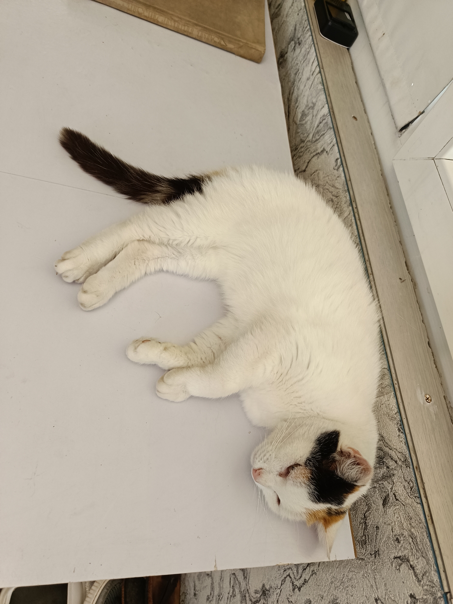 A calico cat is lying on its side on a white surface, with its head resting on a patterned strip. The cat's fur is predominantly white, with patches of black, orange, and brown on its head and tail. Its eyes are closed, and its mouth is slightly open. The environment appears to be indoors, possibly a home, with a book visible in the background and a digital device on a shelf above the patterned strip. The lighting is bright, suggesting daylight. The scene is static, with the cat in a state of rest.