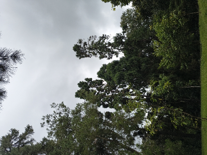 The image, oriented correctly, presents an upward view of a dense arboreal canopy against an overcast sky. A significant portion of the frame is occupied by a light grey, cloudy sky, indicating diffused light conditions without direct sunlight.
The landscape is dominated by various trees. On the left side, the dark, slender forms of conifer branches with needle-like foliage extend into the sky. The central and right sections of the image are filled with the rich, varied greens of broadleaf trees, forming a thick, verdant canopy. These trees exhibit a range of green tones, from deep emerald to lighter, more vibrant shades, suggesting a mix of species and different levels of light penetration. Many branches and clusters of leaves are silhouetted against the pale sky.
Along the rightmost edge of the image, a narrow, bright strip of manicured green grass is visible, hinting at the presence of a lawn, pathway, or cultivated area adjacent to the natural woodland. There is no visible human activity or discernible text. The scene captures a tranquil, natural environment, likely a forest or large garden, in Cimacan, Indonesia, under a cloudy sky.