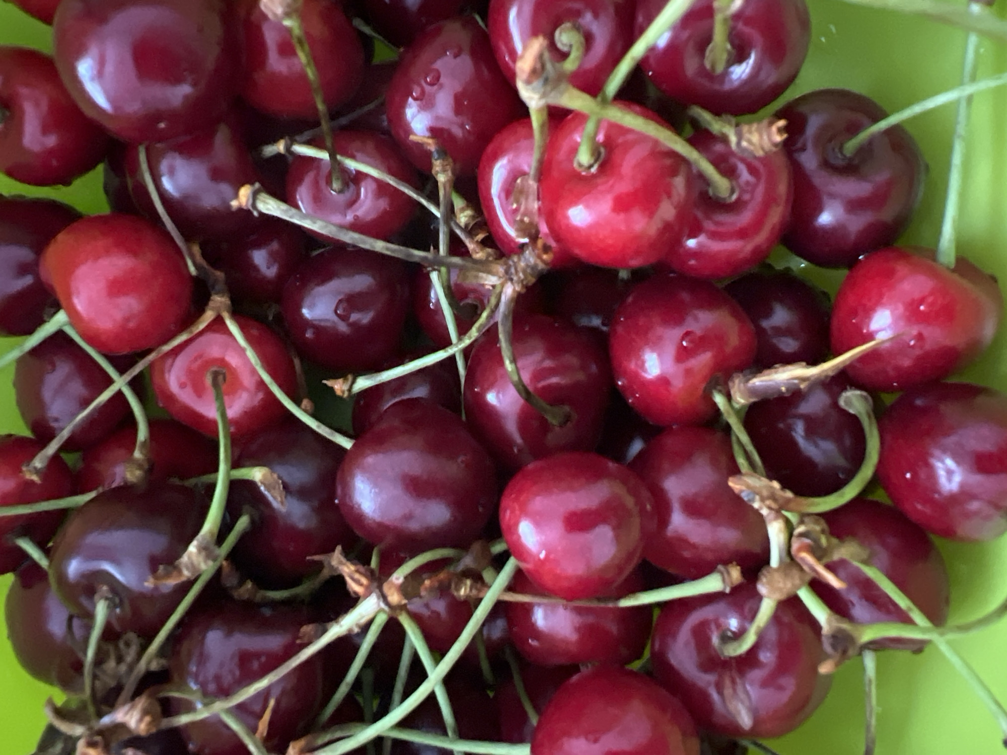 A close-up, overhead shot shows a pile of fresh, dark red cherries with green stems. The cherries are glossy and appear plump, with some reflecting light and showing subtle water droplets. They are densely packed together on a bright green surface, possibly a bowl or tray. The image captures the texture and vibrant color of the fruit. The scene has no discernable location in Sochi, Russia or any specific context beyond being a still life of cherries.