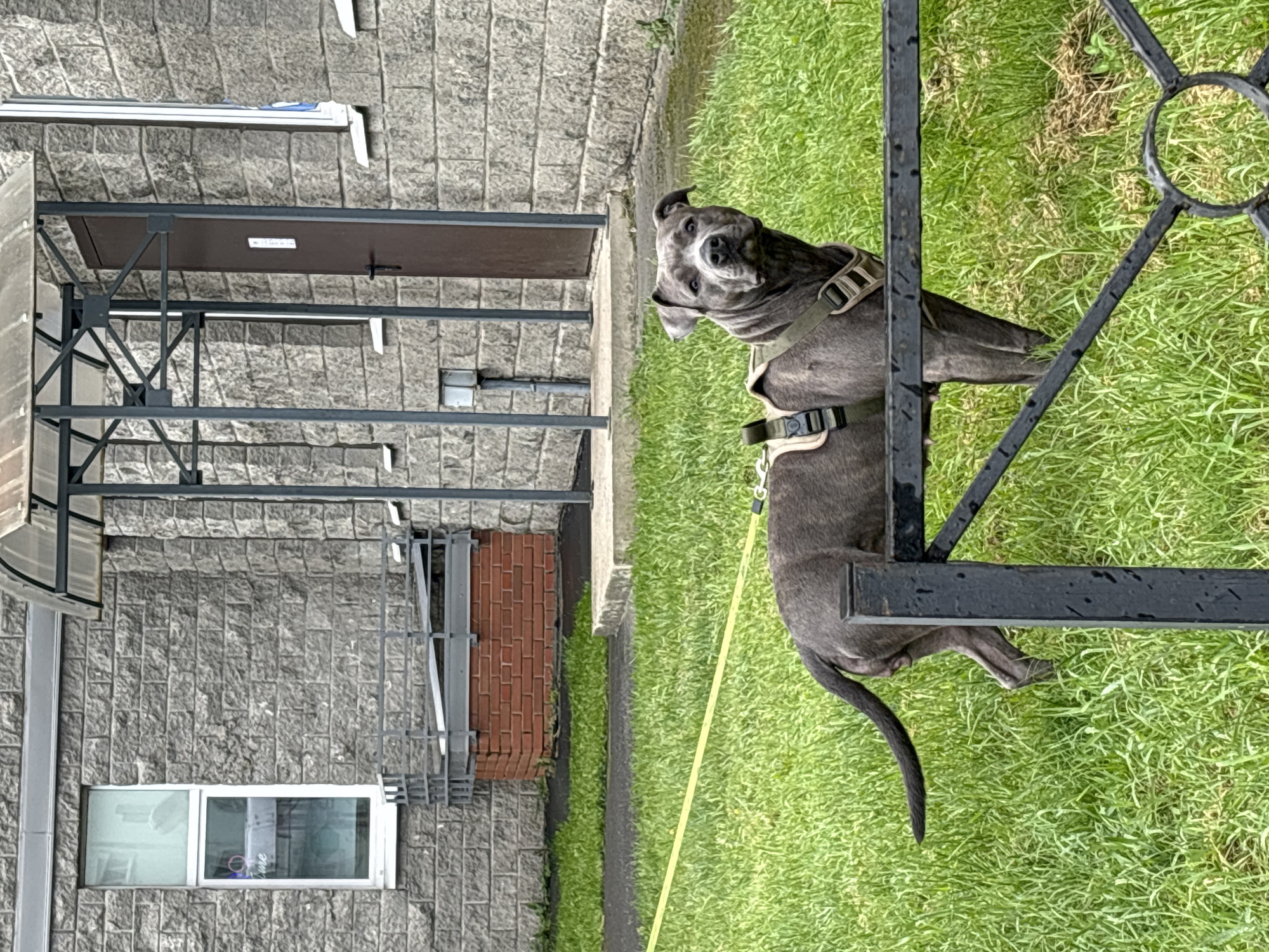 A gray pit bull dog wearing a harness stands on a grassy area in front of a building with a gray stone facade. The dog is facing the camera, looking directly at it. A yellow leash is visible extending from the dog. The building has a brown door, a window with a white frame, and a covered entrance with a metal frame and a clear roof. A black metal fence is in the foreground. The environment appears to be outdoors, possibly in a residential or commercial area.