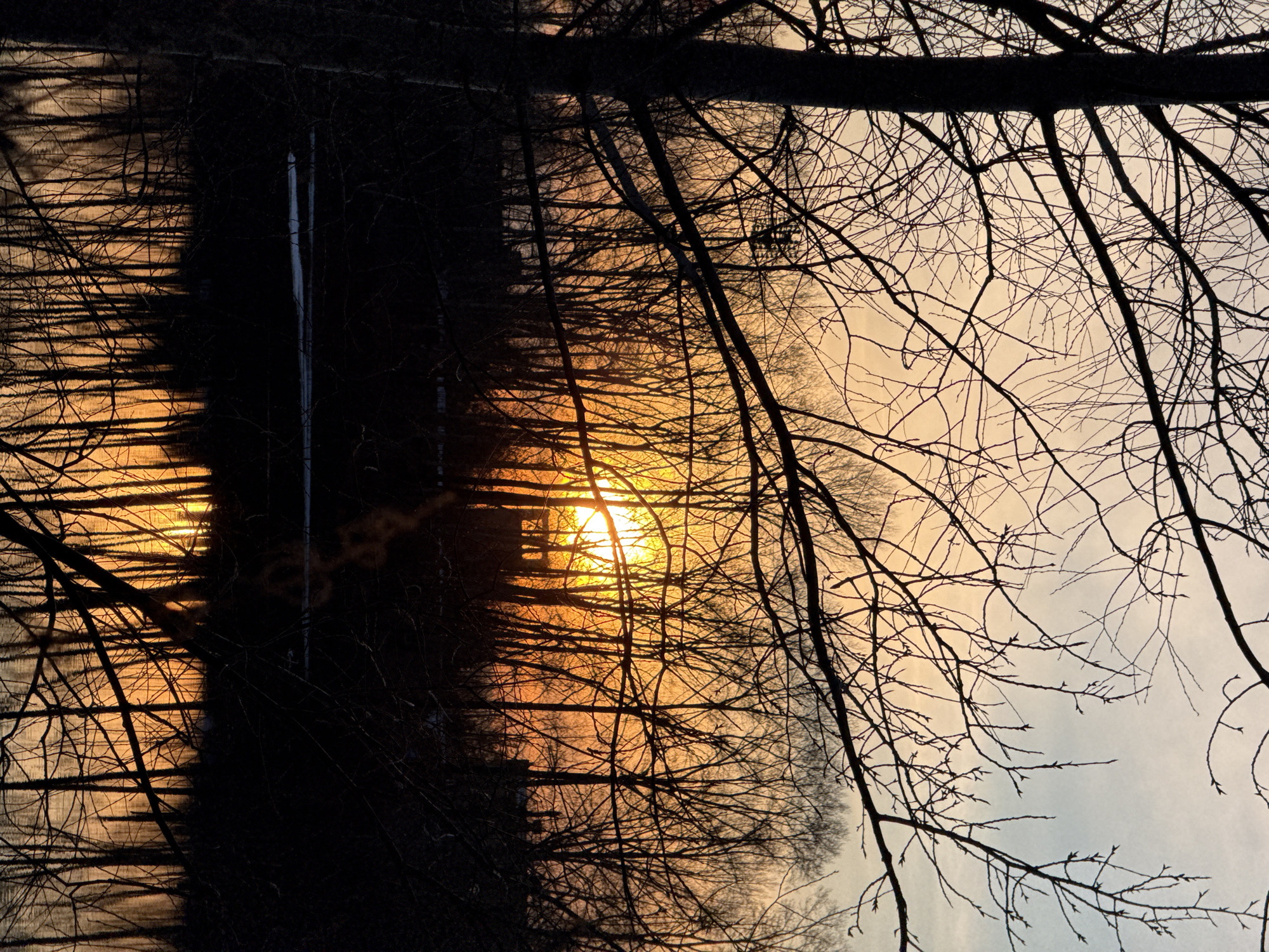 A photograph taken in Chaikovsky, Russia, depicts the silhouette of bare tree branches against a sky illuminated by the setting sun. The image is oriented such that the sun appears to be positioned near the top-center, its rays shining through the branches. The lower half of the image shows a darker area, possibly representing the ground or a body of water, with silhouetted tree trunks and branches reflected in the water. The overall tone is dark, but the bright sunlight provides a strong contrast. No people are visible in the image.