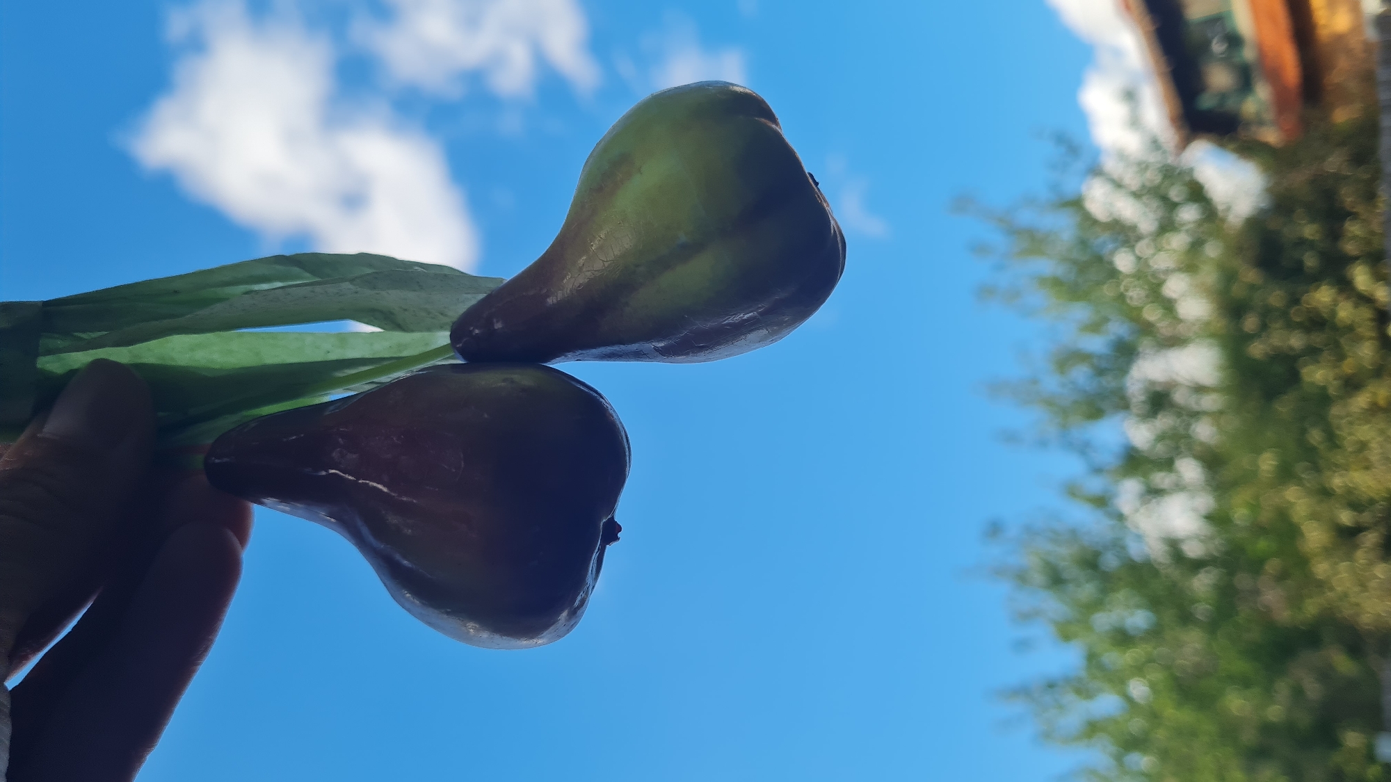 A low-angle, upward-facing shot depicts two rose apples being held in a hand against a vibrant blue sky with scattered white clouds. The fruits are smooth and pear-shaped with a reddish-purple hue, transitioning to green towards the top of the upper apple. The lower apple is entirely reddish-purple, with a small protrusion at the base. Green leaves surround the fruits, held by a hand only partially visible in the left corner. The background includes blurred green foliage and a building structure at the top right corner. The scene appears to be outdoors in daylight. The location is the city of Lachish Regional Council, Israel.
