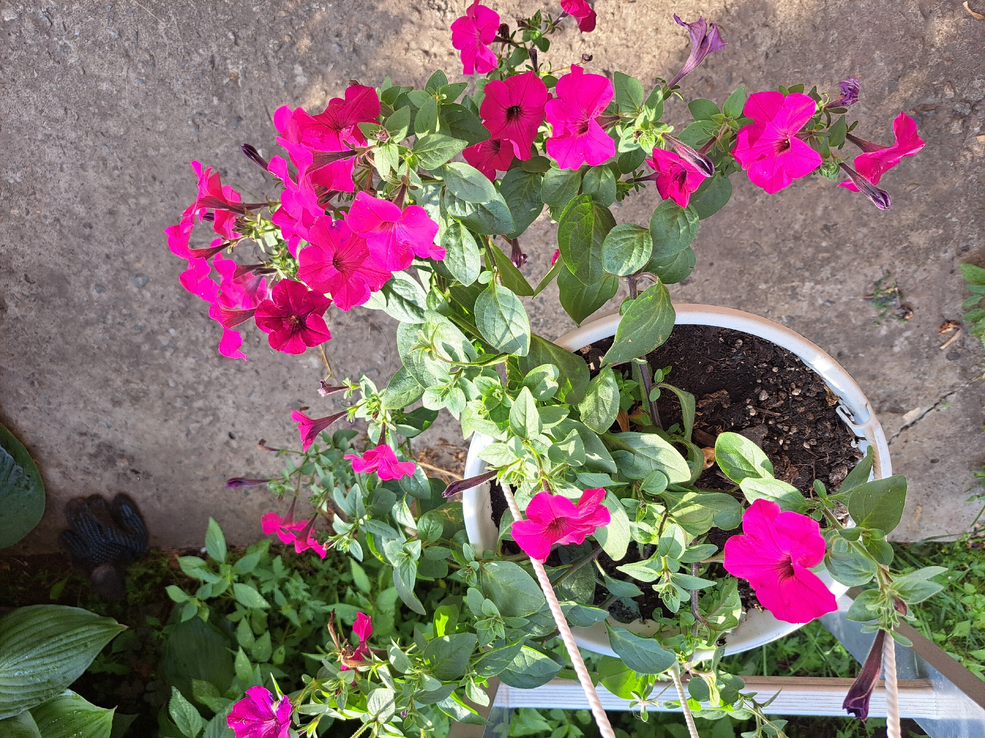 A close-up, overhead shot captures a white hanging planter filled with vibrant pink petunias. The planter is suspended from a metal ladder by a thick white rope. Lush green foliage surrounds the flowers, with some leaves appearing slightly wilted and others unfurled. The concrete ground beneath the planter is visible, with shadows cast by the flowers and greenery. In the background, out-of-focus green plants suggest a garden setting. A pair of dark gloves rests on the ground to the right of the planter, partially obscured by large green hosta leaves. The scene appears to be outdoors, likely in a residential garden.