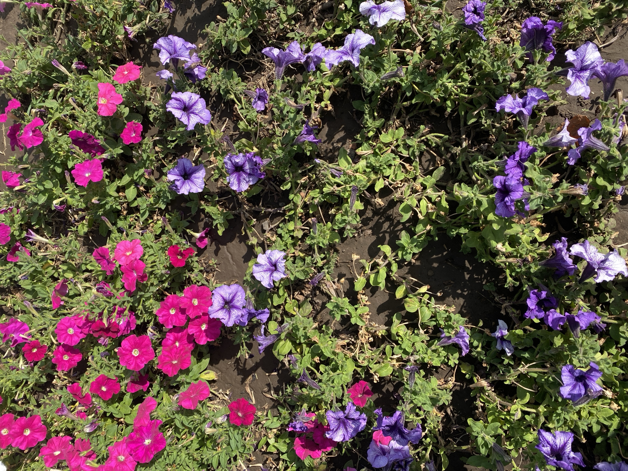 A close-up, overhead shot captures a dense planting of petunias in various shades of pink and purple, interspersed with green foliage and dark soil. The flowers are in bloom, with some facing the camera and others angled away, showcasing their trumpet-like shapes and delicate petals. The lighting suggests a sunny day, casting soft shadows on the ground. The image does not contain any people or identifiable structures, making it impossible to determine its specific location within Poltava, Ukraine.