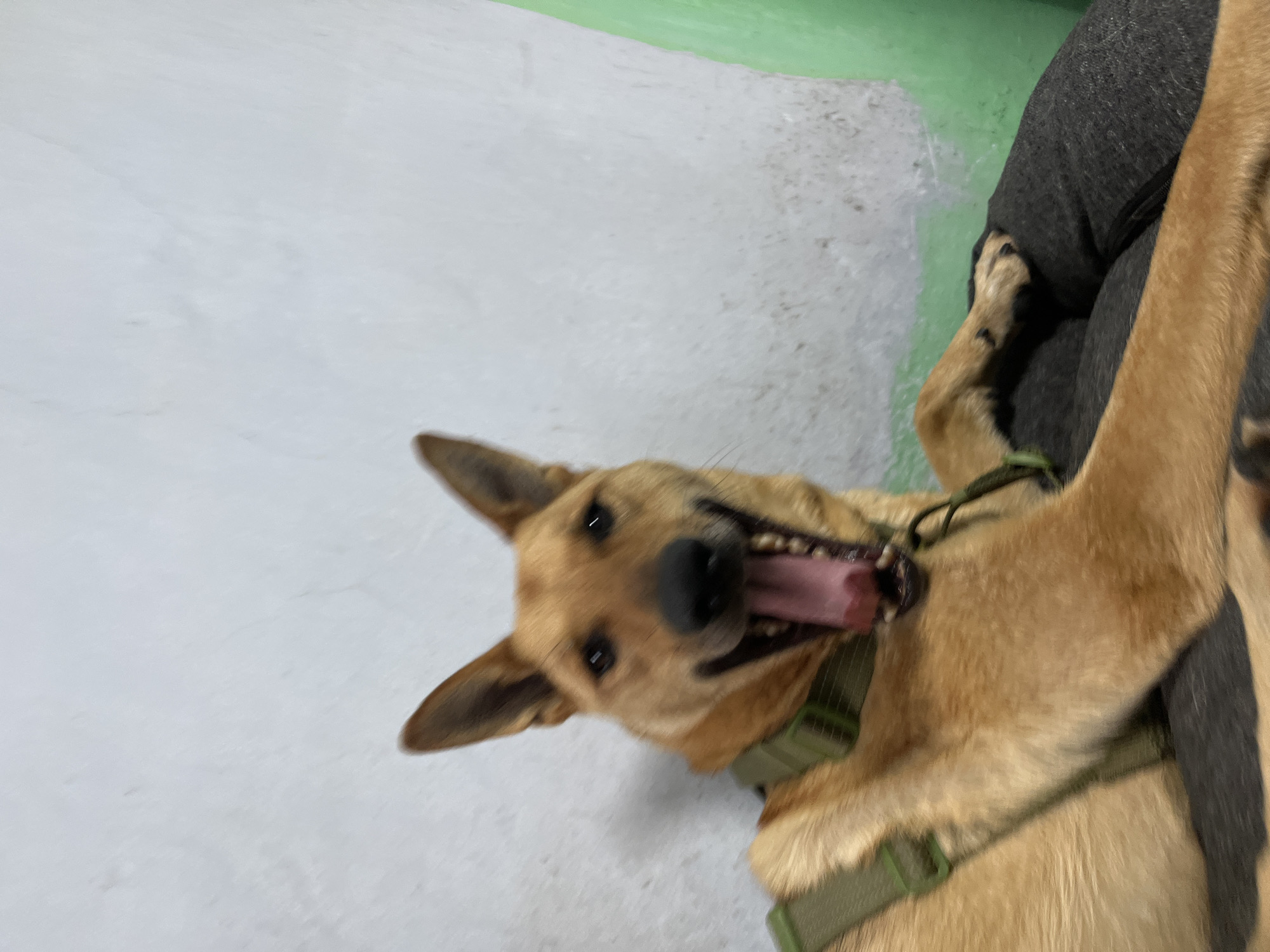 The image shows a dog lying on its back. The dog has light brown fur and is wearing a green harness. Its mouth is open, and its tongue is visible. The background is a light gray wall with a green stripe at the top. The dog appears to be playful or excited. The scene is indoors, possibly in a home or a dog-friendly establishment in Nizhny Tagil, Russia. There is no visible text in the image.