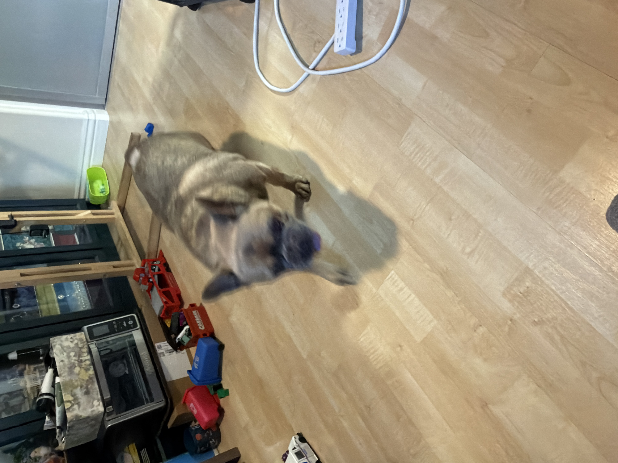 The image depicts a French Bulldog walking on a light-colored hardwood floor. The dog is in motion, with its tongue slightly out and its ears perked. Scattered around the floor are various toys, including small red and blue trash cans, a red toy truck, and a white toy car. In the background, there is a silver toaster oven on top of a cardboard box, a portion of a wooden shelving unit, and a white power strip with a cord. The lighting suggests an indoor environment, possibly a home. This scene does not contain enough information to determine its specific location in Aliso Viejo, United States of America.