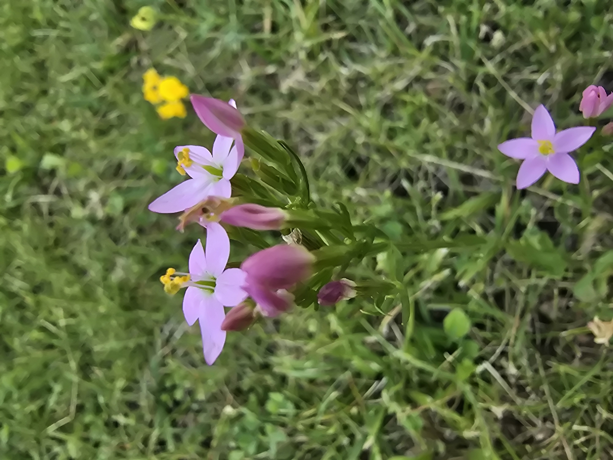 A cluster of small, pink and purple flowers with yellow centers is blooming in a grassy area. The flowers have five petals and are delicate in appearance. In the background, there are more green grasses and a few yellow flowers that are out of focus. One of the pink flowers in the foreground has partially opened petals, revealing its yellow stamen. Some unopened buds are also visible on the stems. The overall scene suggests a natural or semi-natural outdoor environment. The location is identified as Vyshneve, Ukraine.