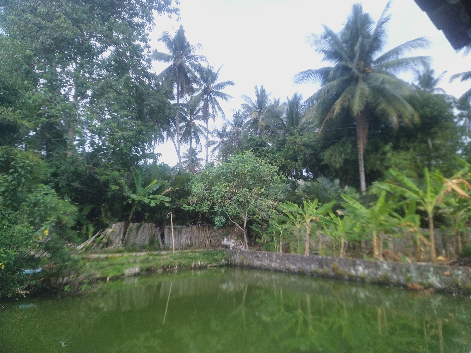 The image depicts a natural pond with murky green water, reflecting the surrounding vegetation and a cloudy sky. The pond's edge is lined with a rough stone wall, overgrown with moss and some patches of grass. Beyond the wall, a wooden fence constructed from bamboo and branches forms a boundary. Lush green trees, including several palm trees and banana plants, dominate the background, creating a dense canopy. The overall setting suggests a rural or natural environment, possibly in Bojong, Indonesia, given the tropical vegetation. No people are visible in the image.