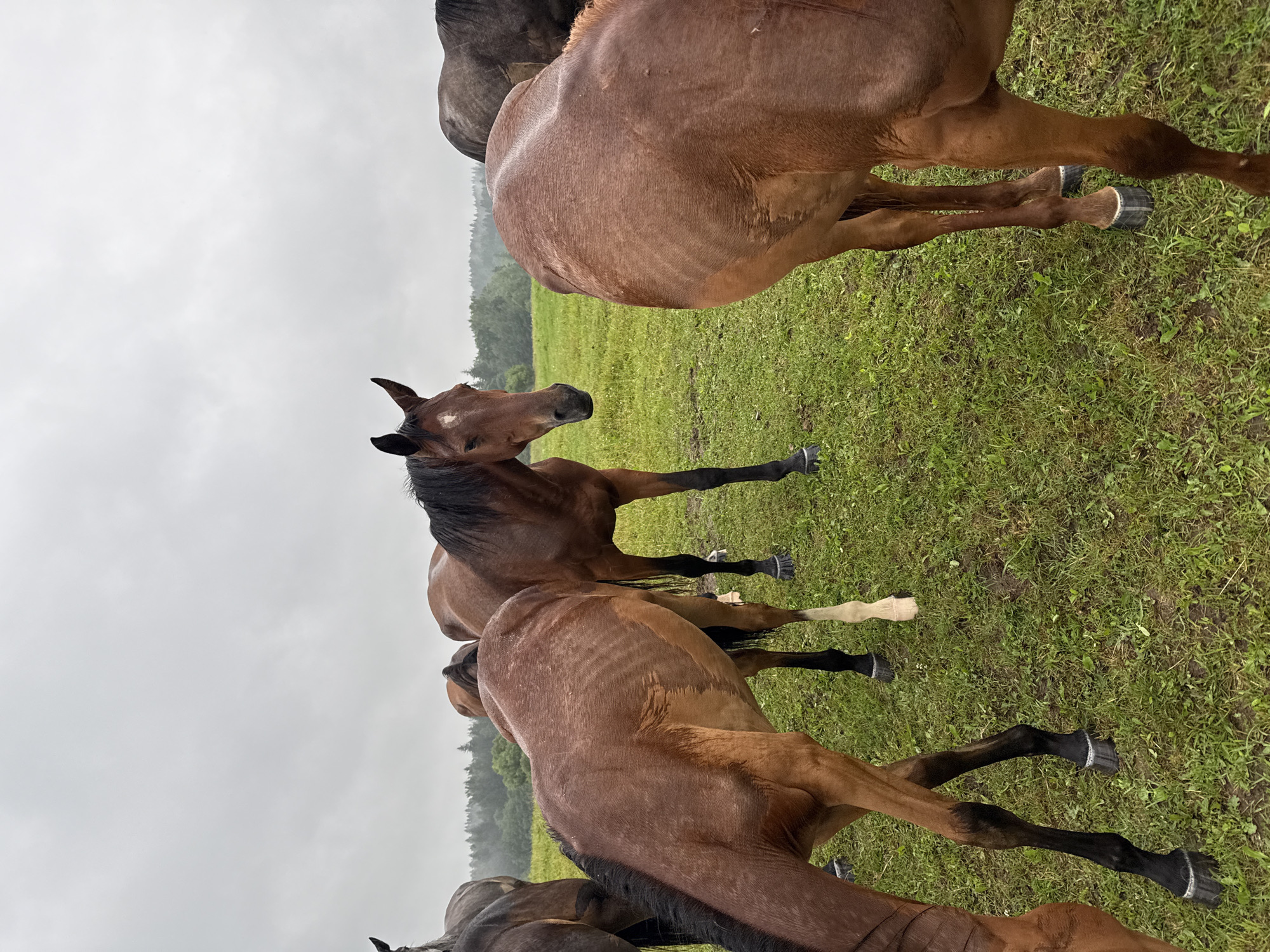In Galinė, Lithuania, a herd of horses stands in a lush green field under a cloudy, overcast sky. The horses are various shades of brown and gray, with some having visible ribs, suggesting they might be underweight. The ground is covered in short, green grass, with some patches of damp earth visible. In the background, a dense forest line marks the horizon, shrouded in a light mist, hinting at a recent or ongoing rainfall. The overall atmosphere is somber and natural, evoking a sense of rural tranquility.