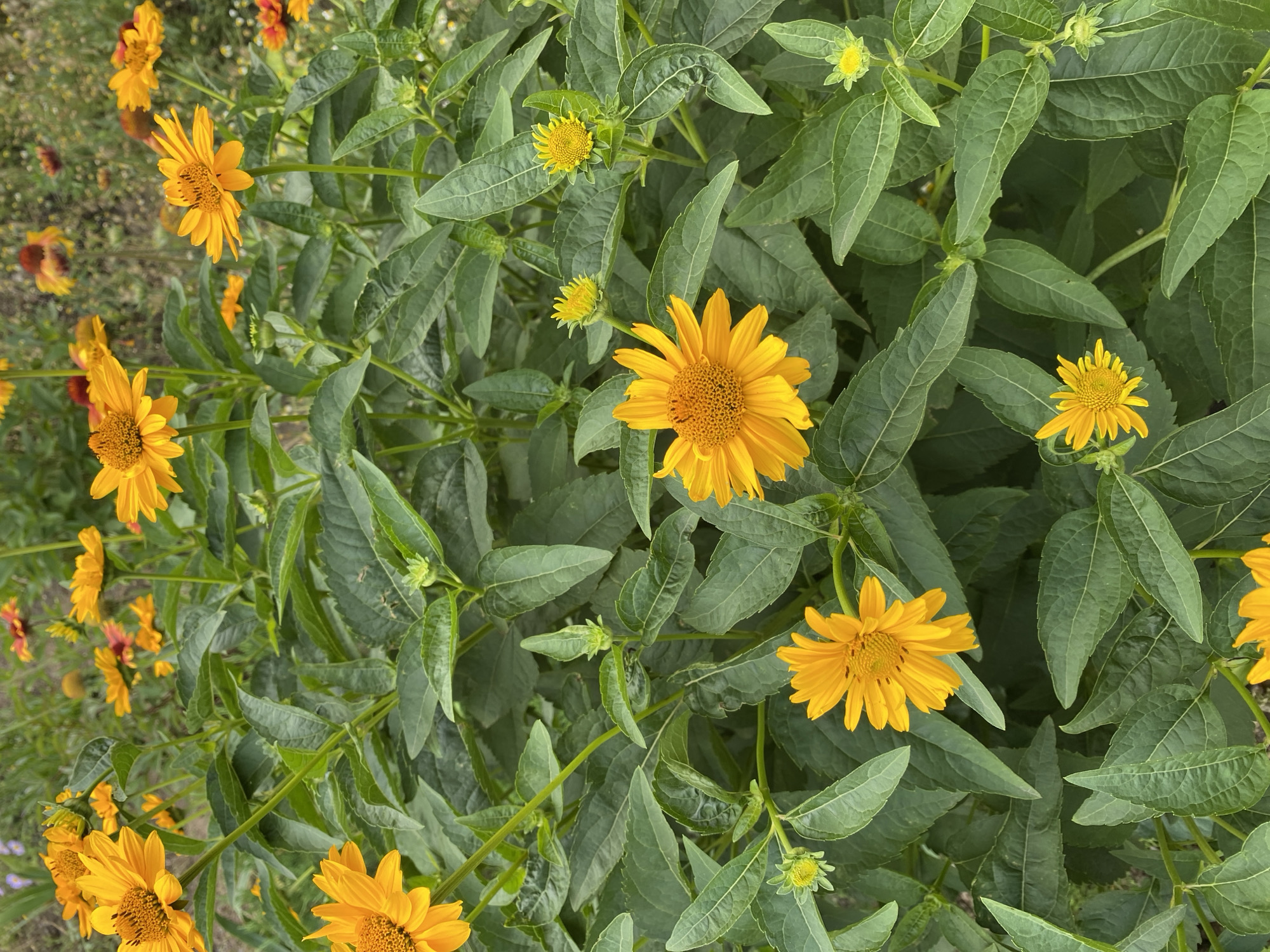 The image displays a dense cluster of bright yellow flowers with dark centers, surrounded by lush green foliage. The flowers appear to be some variety of daisy or sunflower. Several buds are also visible, suggesting the plants are in full bloom or approaching it. The scene is outdoors, likely in a garden or park. The background is blurred, but hints of other colorful flowers in shades of orange and yellow suggest a vibrant floral display. The lighting indicates it is daytime. The image does not contain any people or discernible city landmarks that would allow for specific identification of its location within Dnipro, Ukraine.
