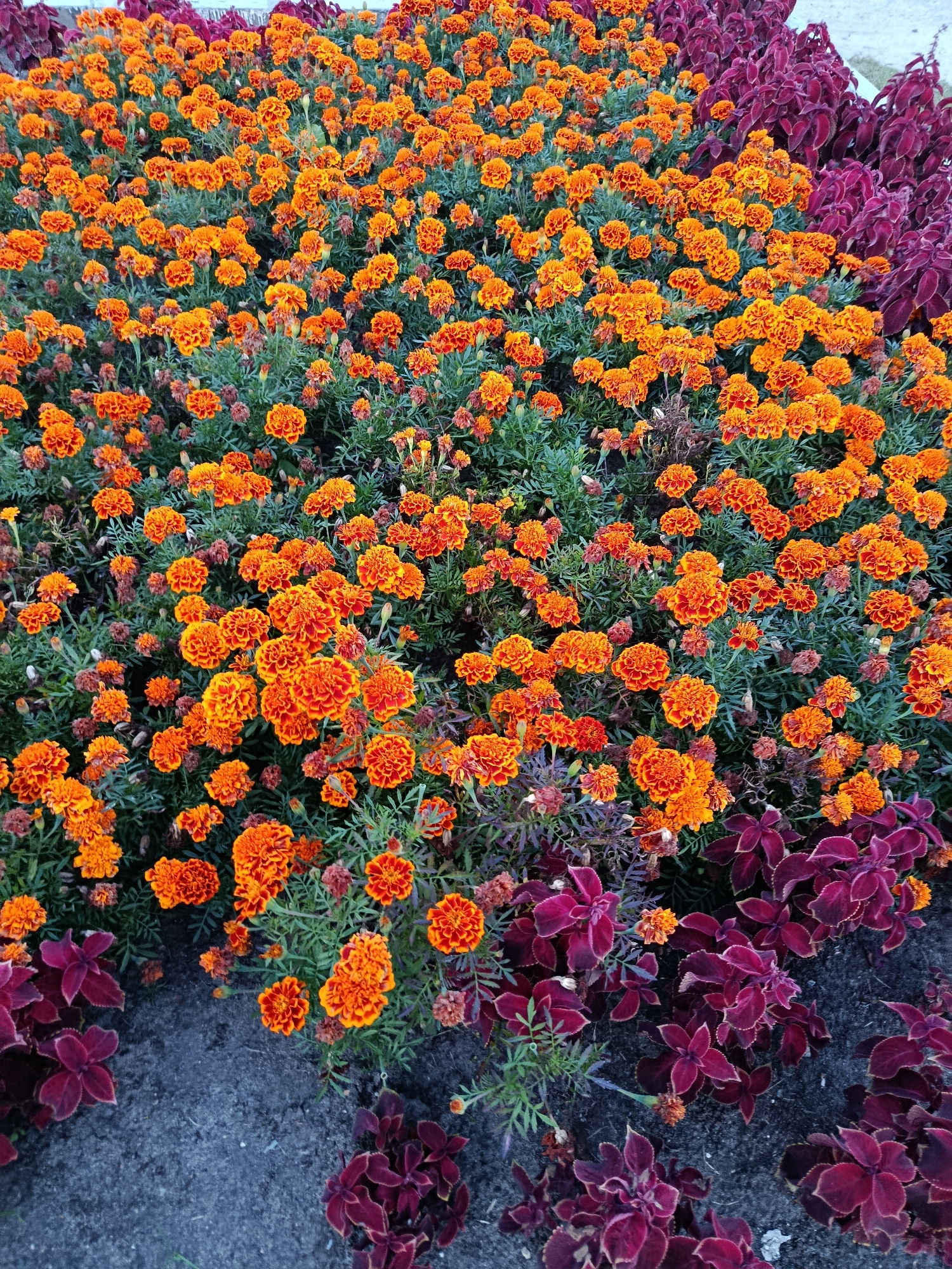 The image shows a densely planted flower bed in an outdoor urban setting. The majority of the flowers are bright orange marigolds with some red and yellow variations. Interspersed with the marigolds are plants with dark burgundy foliage, likely coleus. The flower bed appears to be a public space, possibly a park or garden, given the neat arrangement and scale of the planting. The ground visible is dark, possibly soil or gravel. The overall impression is of a well-maintained floral display. The location is specified as Verea, Russia, suggesting this is a scene within that city. No people are visible in the image.