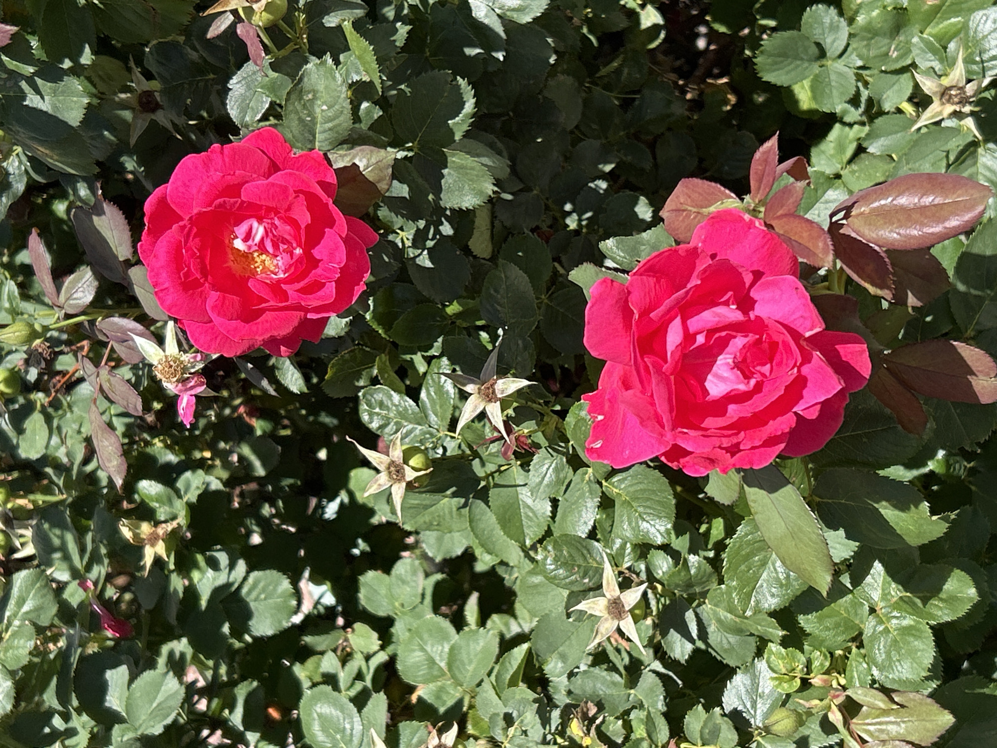 A close-up, high-angle shot shows two bright pink roses in full bloom against a backdrop of lush green foliage. The roses, located in Colorado Springs, United States of America, are the primary subjects, with their vibrant color and intricate petal structure highlighted. Several spent rose hips, the dried remnants of previous blooms, are scattered amongst the leaves, indicating the plant is in the process of producing new flowers. The leaves are a rich, deep green, with some showing hints of red along the edges, suggesting new growth. The lighting suggests a sunny day, with shadows cast by the leaves and flowers. The overall scene depicts a healthy, blooming rose bush in a natural setting within Colorado Springs.
