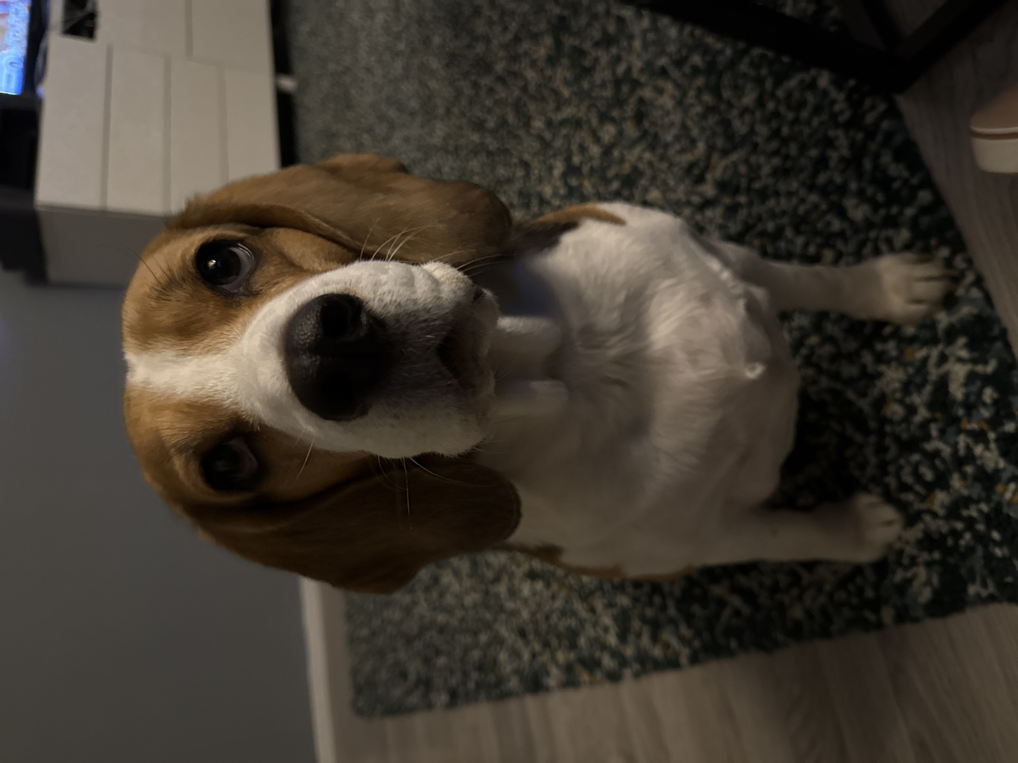 A close-up, eye-level, medium shot shows a tri-color Beagle dog sitting on a patterned rug. The dog faces the camera with its head tilted slightly upward. Its fur is white, brown, and black. The dog's eyes are dark brown and wide, and its nose is black and wet. The background is out of focus and includes a dark grey wall on the left, and a white dresser with a television on top on the right. A wooden floor is visible to the left of the rug. The lighting is dim. The scene is indoors.