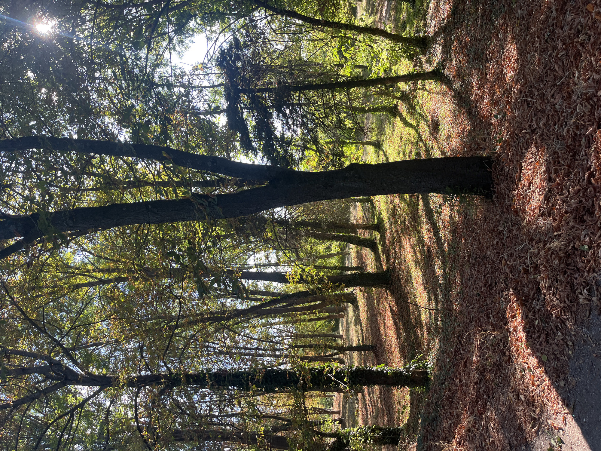 A sun-dappled forest floor covered in dry, fallen leaves is visible in the foreground, with a dark, paved path on the left. Tall trees with thin trunks rise from the leaf-strewn ground, their branches interlaced to form a canopy. Sunlight filters through the leaves, casting long, dappled shadows across the forest floor. The scene appears to be a park or a wooded area within the city of Targovishte, Bulgaria. The time of day is likely late morning or early afternoon, given the angle of the sun. No people or animals are present in the image. The overall impression is one of natural beauty and tranquility.