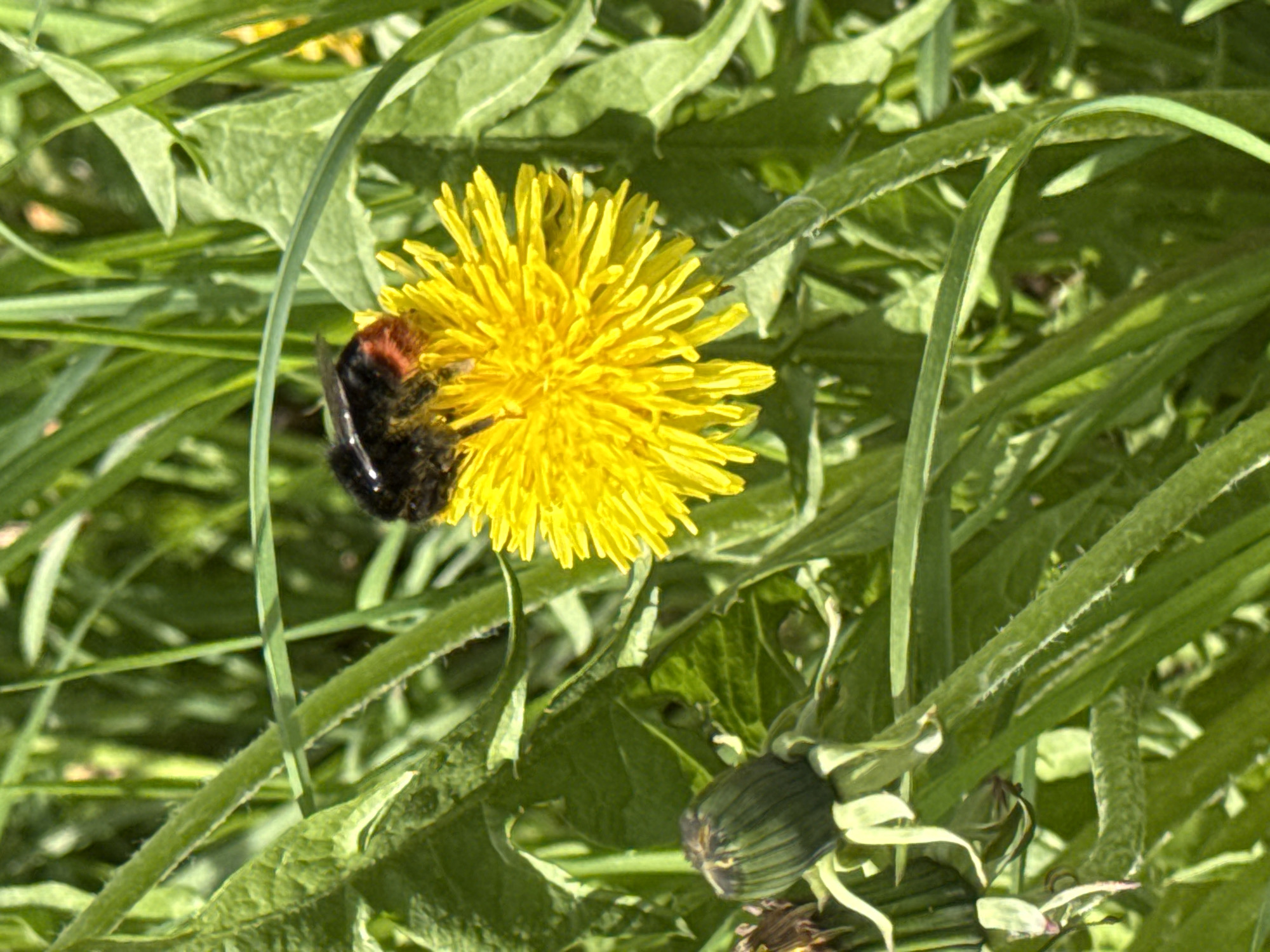 A bumblebee is on a bright yellow dandelion flower. The flower is surrounded by green grass and leaves. There is a closed bud of a dandelion near the lower right of the frame. The location of the image is not discernible from the given information.