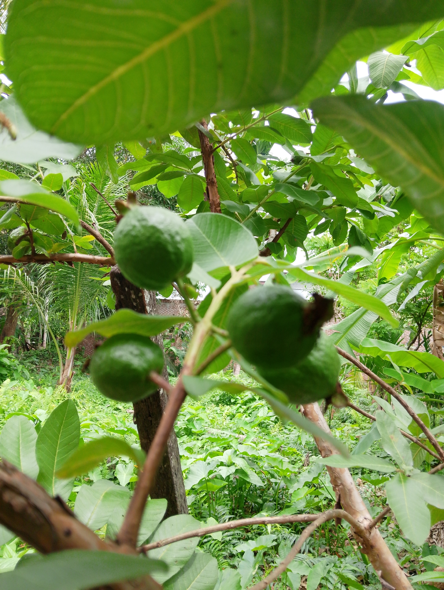 This is a close-up, eye-level shot of several unripe guavas hanging from a branch of a guava tree. The guavas are small and round, with a green skin. They are clustered together on the branch, with some leaves and smaller branches interspersed. The background is a lush, green jungle, with a variety of plants and trees visible. The lighting is natural, and the image is slightly blurred due to the shallow depth of field. The photograph was taken in the city of Mesjidbluek, Indonesia.
