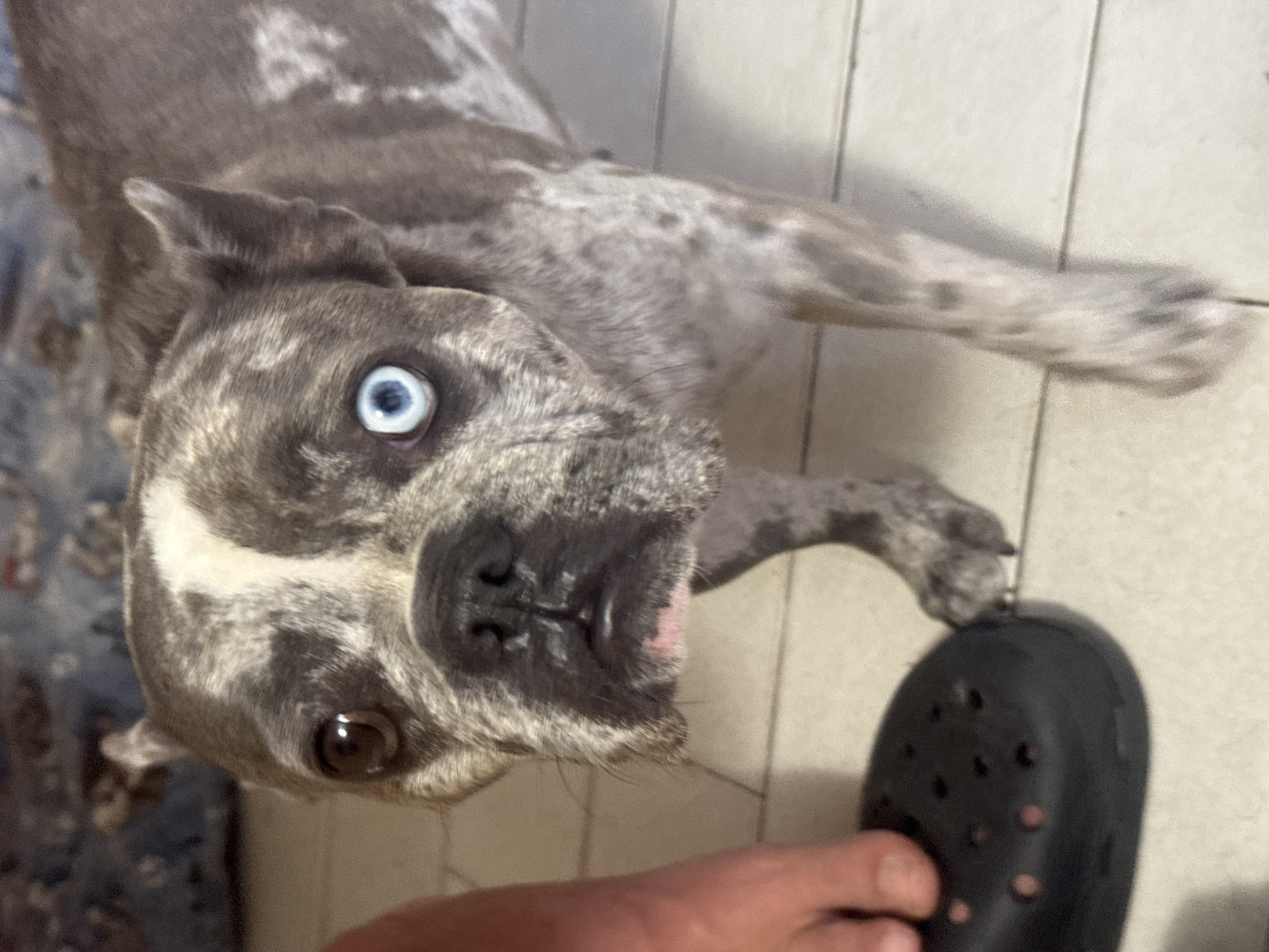The image shows a close-up, high-angle view of a brindle-colored dog with one blue eye and one brown eye. The dog's head is tilted, and it appears to be looking upwards towards the camera. Its fur has a marbled pattern of gray, black, and white. The dog's nose is black, and its mouth is slightly open, revealing a hint of pink tongue. One of the dog's front paws is resting on a dark blue Croc shoe, which is being held by a person's hand that is visible in the lower right corner of the frame. The background consists of a tiled floor, likely indoors, and a blurred patterned surface on the left, possibly a blanket or rug. The lighting appears to be artificial, suggesting an indoor setting. The dog's expression is curious or playful. There is no visible text in the image. The location context of San Benedetto del Tronto, Italy, is provided but not visually evident in the image itself.