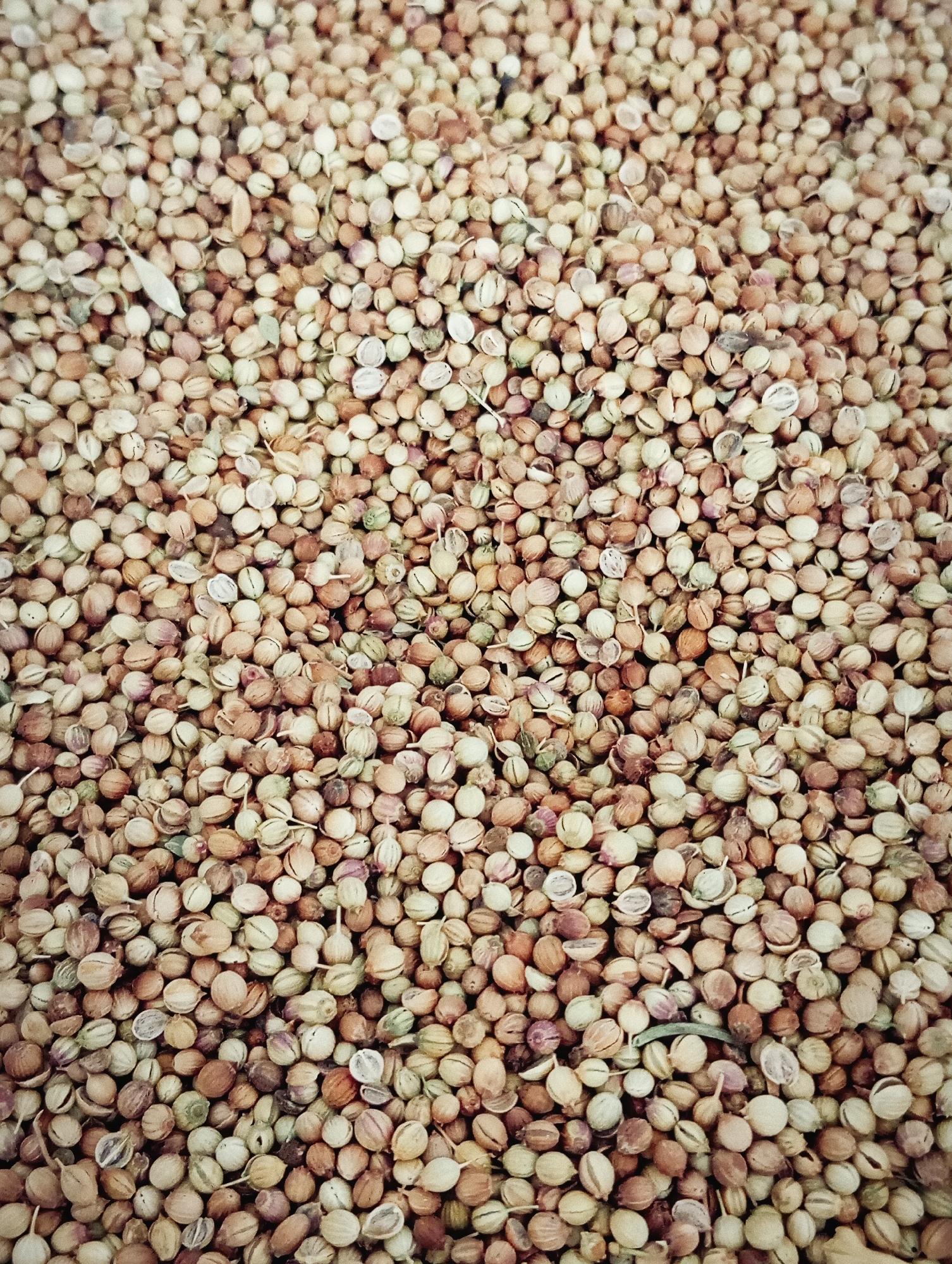 The image is a close-up, overhead shot of a large pile of dried coriander seeds. The seeds are small, round to oval, and vary in color from light tan and beige to a reddish-brown and some have hints of green. They are densely packed together, filling the entire frame. Some seeds appear to be whole, while others are broken or split, revealing their inner texture. The lighting is even, and the focus is sharp across the entire surface of the seeds. There are no discernible elements of a city environment.