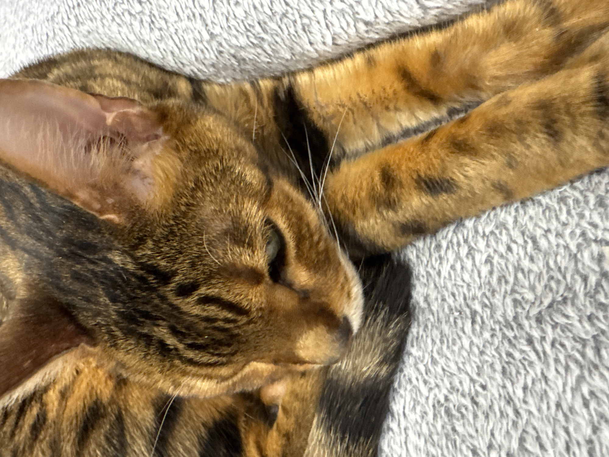 A close-up shot features a Bengal cat resting on a light gray, textured blanket. The cat is facing the right of the frame, with its head and front legs visible. The cat's fur is a mix of golden brown and dark brown spots and stripes. Its eyes are partially closed. Its paws, which are extended, also show the characteristic spots. The blanket fills the background.
