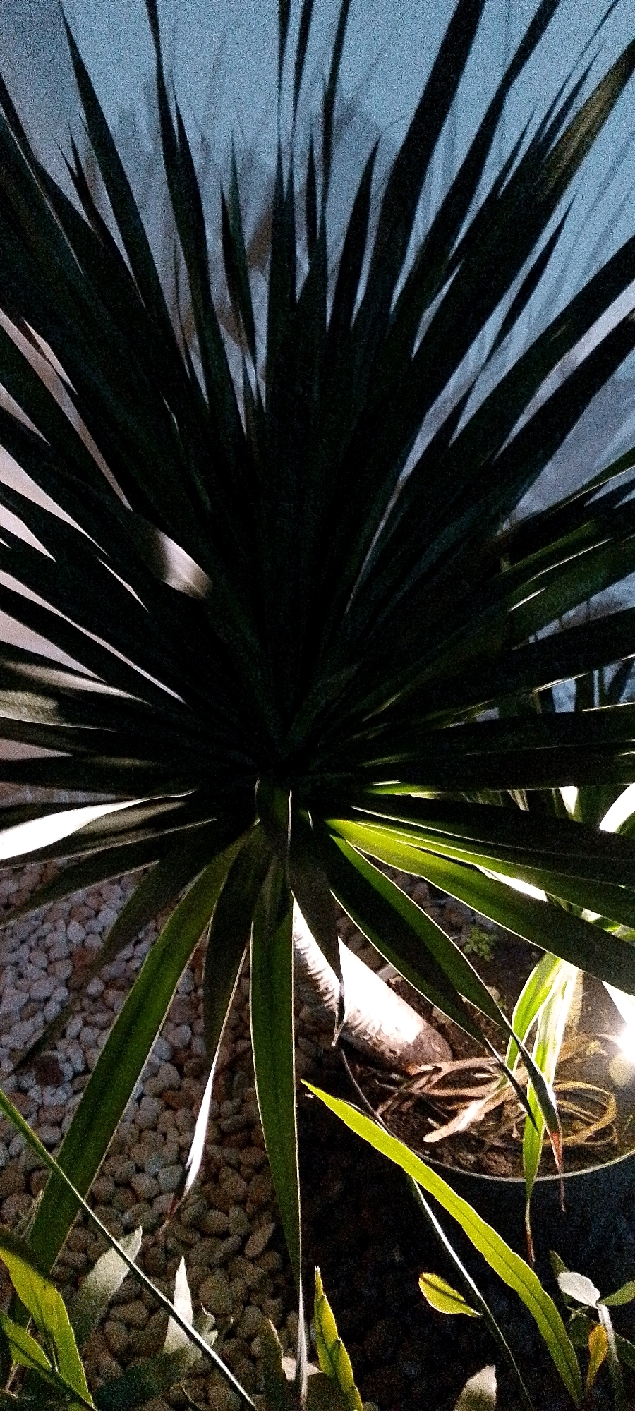 This is a close-up, low-angle, vertical, nighttime shot of a Yucca plant in a planter. The plant has long, spiky, dark green leaves that radiate outwards from the center. The leaves are illuminated by what appears to be an artificial light source, casting bright highlights along their edges and creating deep shadows within the foliage. The planter is filled with small, light-colored pebbles, and a portion of the plant's trunk and roots are visible at the base. In the background, a textured, light-colored surface, possibly a wall or screen, is dimly lit. A portion of what looks like a second plant with thin, bright green leaves is visible in the lower right foreground. The overall impression is of an indoor or sheltered outdoor environment, likely a garden or patio, given the presence of the planter and pebbles. The location is specified as Sukamukti, Indonesia.