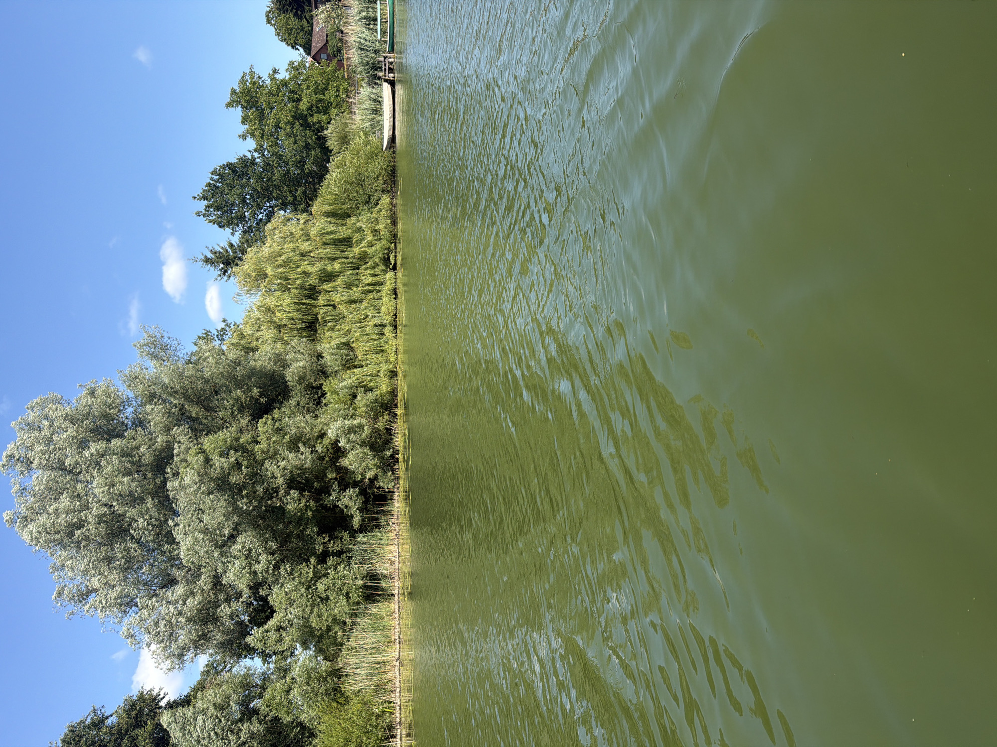 The image depicts a tranquil waterscape, likely a lake or calm river, in Preetz, Germany. The water, a muted green color, is gently rippled, catching the sunlight and creating a textured surface. To the left of the water, a verdant shoreline is visible, densely populated with a variety of trees and tall reeds. A large, light-green leafy tree dominates the foreground on the left, its branches reaching towards a clear blue sky punctuated by a few small white clouds. Further along the shore, more trees and reeds create a natural barrier between the water and what appears to be a building or structure partially visible in the distance, with a hint of a red-tiled roof and a small wooden dock extending into the water. The scene suggests a peaceful, sunny day, likely in the late morning or early afternoon, given the bright sunlight and clear sky. There are no people or explicit activities shown, but the presence of the dock suggests a recreational area or a private residence by the water. The overall impression is one of natural beauty and serenity.