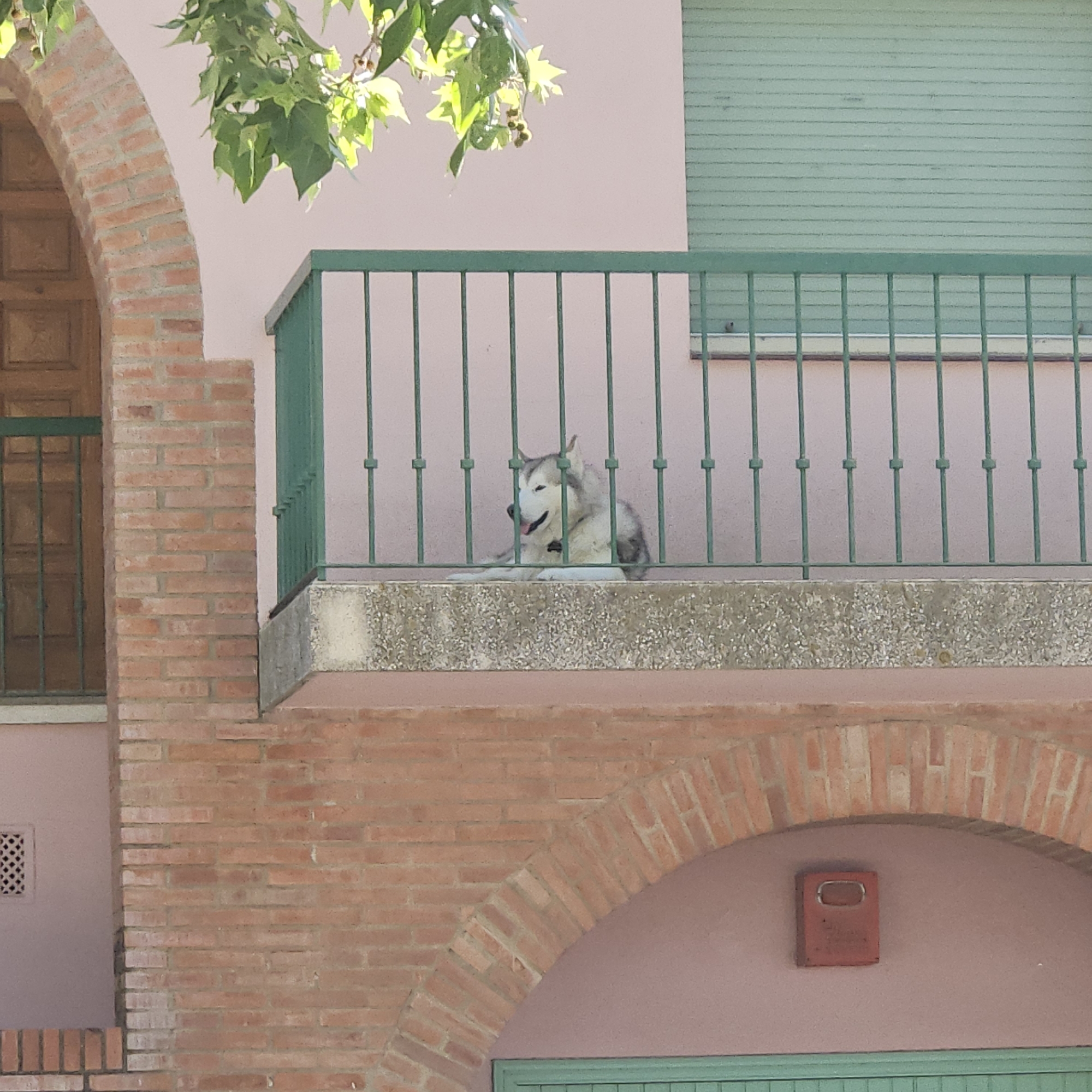 On a building in La Jonquera, Spain, a light grey and white husky dog is lying on a balcony with a green metal railing. The building is pink with brick accents. A brick archway is visible on the left and right sides of the image. There is a red box on the right side of the building under the archway. Green shutters are visible above the balcony. Green leaves from a tree are visible in the upper left corner of the image.