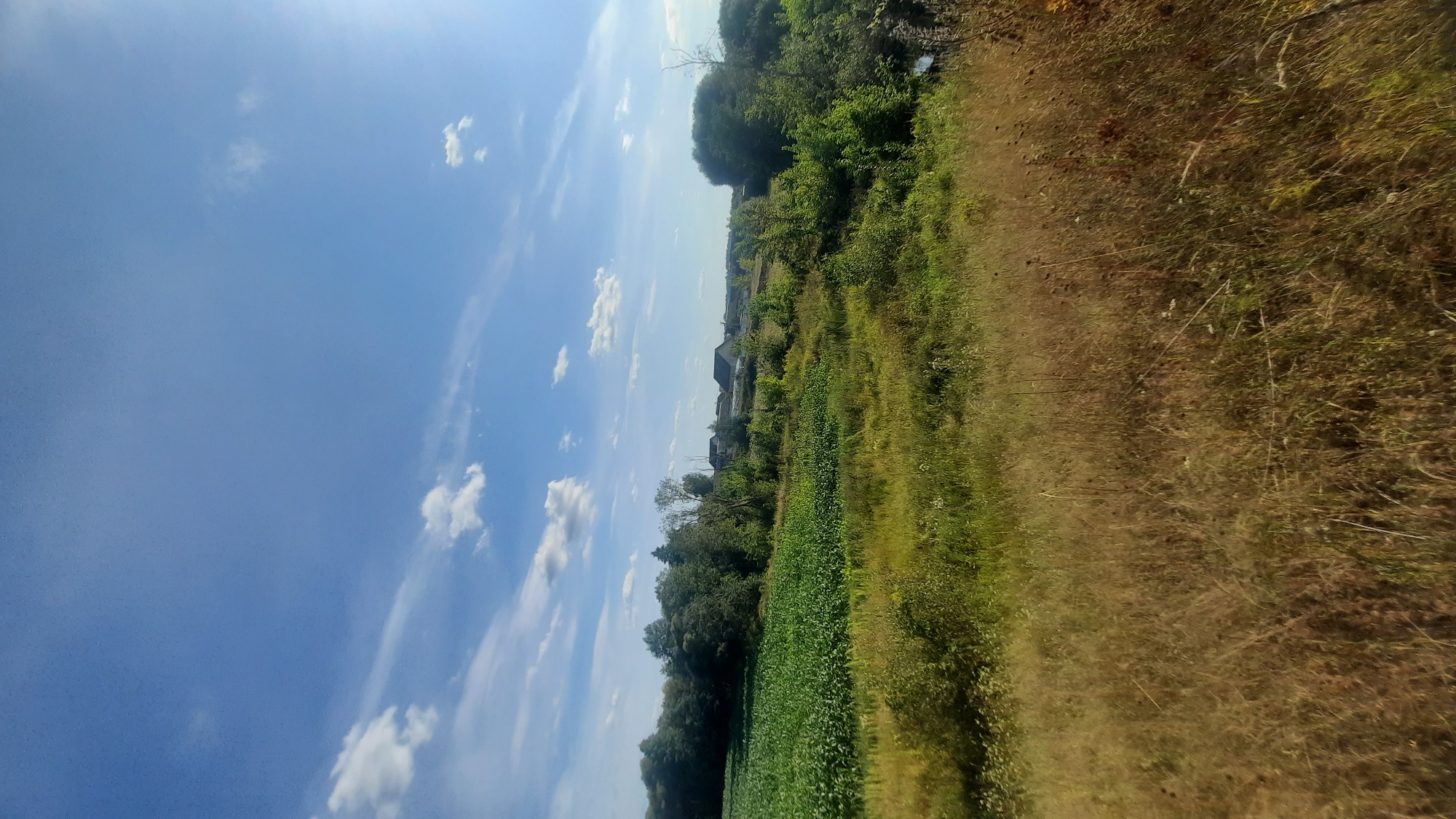 The image depicts a rural landscape under a bright blue sky with scattered white clouds. The foreground is dominated by tall, dry grass and wildflowers. Beyond this, a vibrant green field of crops, likely corn, stretches across the mid-ground. A line of mature trees forms a dense border to the left of the crop field, and further into the background, a village with houses is visible amidst more greenery and scattered trees. The overall scene suggests a sunny day in the countryside, with evidence of agricultural activity and a residential area.