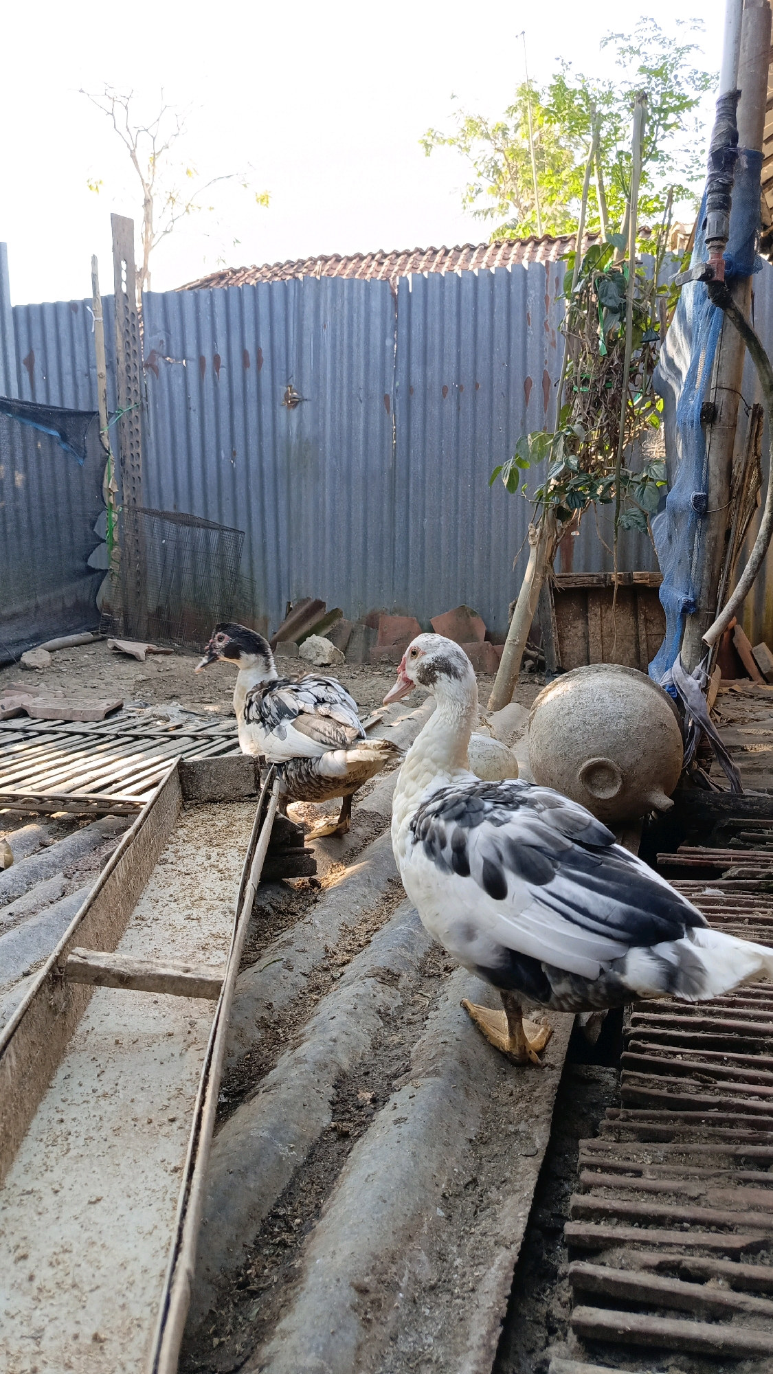 Two ducks, one closer to the viewer and one further back, stand on a corrugated metal surface. The closer duck is white with black markings on its back and wings, and has an orange beak and feet. The further duck is also white with black and brown markings, and has a dark beak. They are in an outdoor area with a corrugated metal fence in the background, some potted plants, and what appears to be a large, round clay pot to the right. The ground is dirt and debris. The scene suggests a rural or semi-rural setting, potentially a backyard or farm. The location is identified as the city of Kebumen, Indonesia, a region known for its agricultural and rural landscapes.