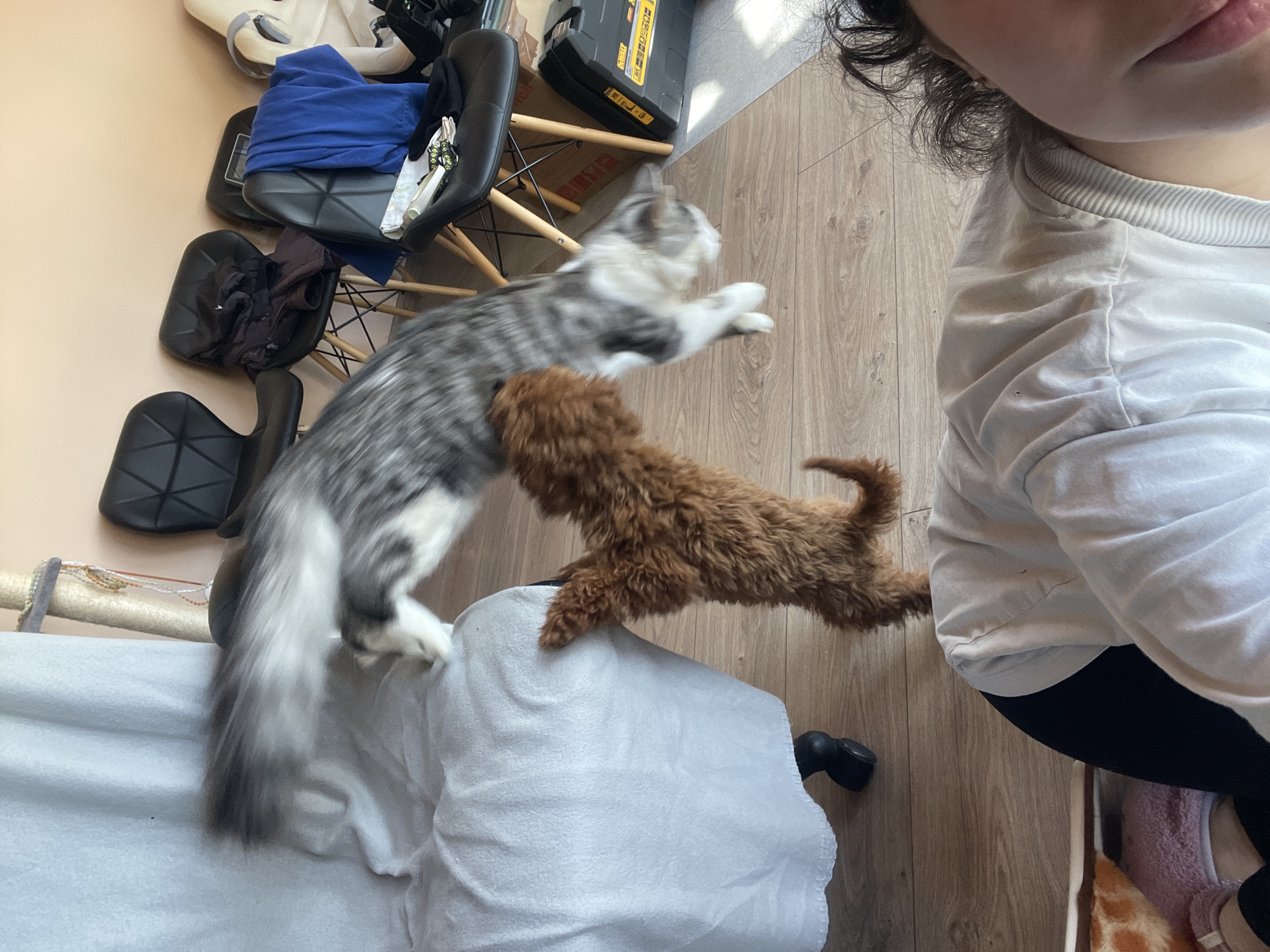 The image captures a playful interaction between a gray and white tabby cat and a small brown curly-haired dog indoors in Sofia, Bulgaria. Both animals are caught mid-action, suggesting they are jumping or playing. The cat, gray and white, is seen leaping off a white blanket covering a piece of furniture, with its front paws extended. The small, brown, curly-haired dog jumps nearby, its body horizontally stretched, seemingly engaging with the cat. A person's head, shoulder, and arm are partially visible in the upper right, clad in a white t-shirt.
The setting appears to be a home, characterized by a light-colored wooden laminate floor. Several modern black chairs are visible in the background, some with clothes or other items casually draped over them. A white blanket covers a surface in the foreground, possibly a chair or sofa. Bright natural daylight illuminates the room, suggesting it is daytime. A black and yellow tool or storage box, clearly branded "DEWALT," is visible on the floor in the background. The blurred motion of the animals indicates their high energy and quick movements during their playful encounter.