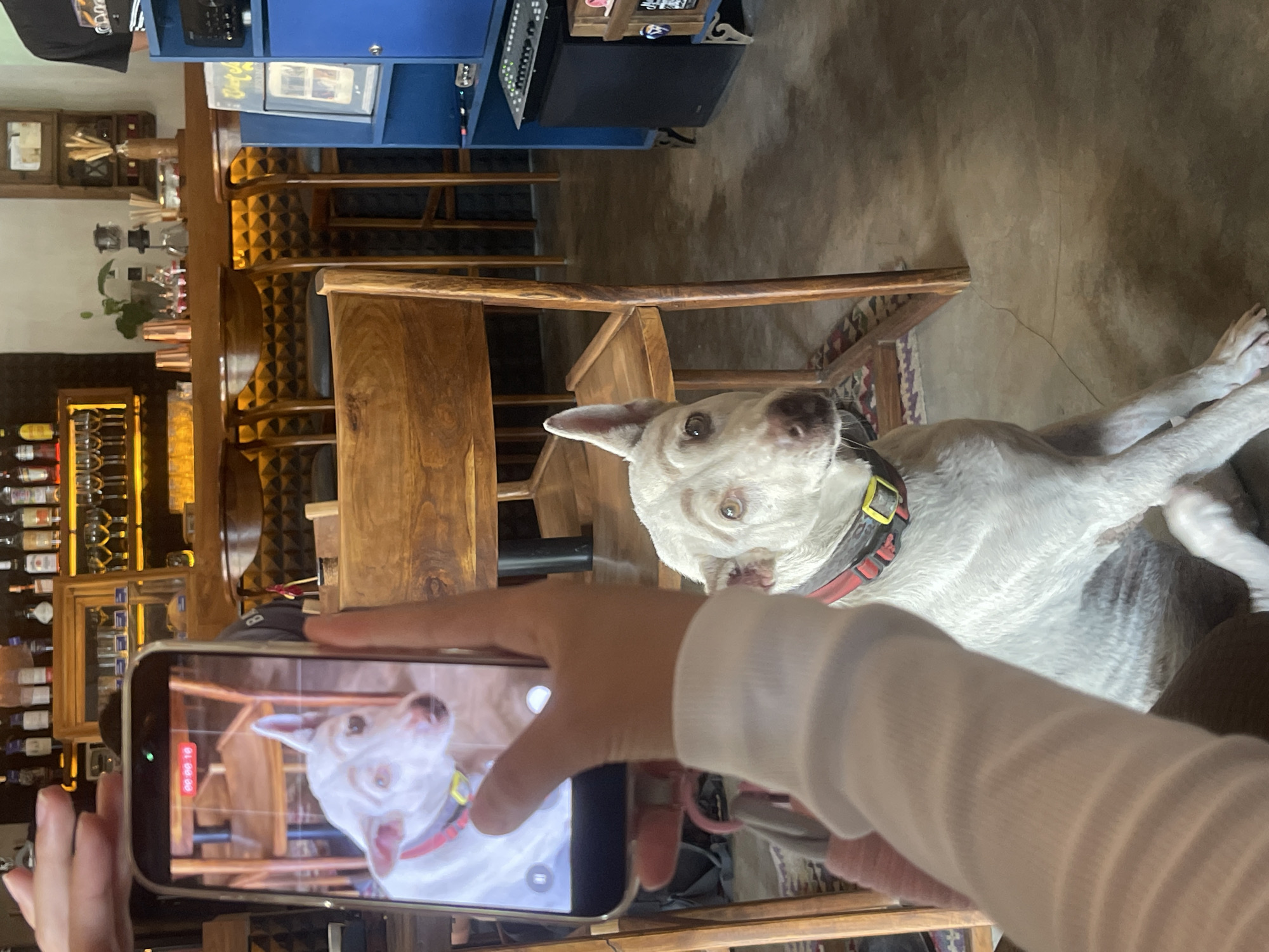 The image shows a white dog sitting on the floor in what appears to be a bar or restaurant setting in Mengwi, Indonesia. The dog is wearing a red and yellow collar. A person's hand is holding a smartphone, taking a picture of the dog, with the phone screen showing a live view of the dog. In the background, there are wooden chairs, a bar counter stocked with bottles, and shelves. The lighting suggests an indoor environment, likely at night or in a dimly lit space.