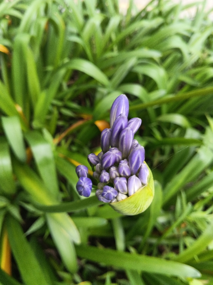 A close-up photograph captures a developing cluster of numerous purple flower buds, partially enclosed by a light green, striated spathe. Approximately thirty tightly closed, elongated purple buds form a dense, conical arrangement, with smaller, rounder purple buds visible towards the lower left. Faint white streaks are present on some of the larger buds. A thin strand of spider silk is visible in the upper right area of the flower cluster. The background consists of out-of-focus, vibrant green foliage, characterized by long, blade-like leaves, with occasional hints of yellowing vegetation. The scene depicts an outdoor natural environment in the city of Tah, Vietnam. No people, discernible actions, or interactions are visible.