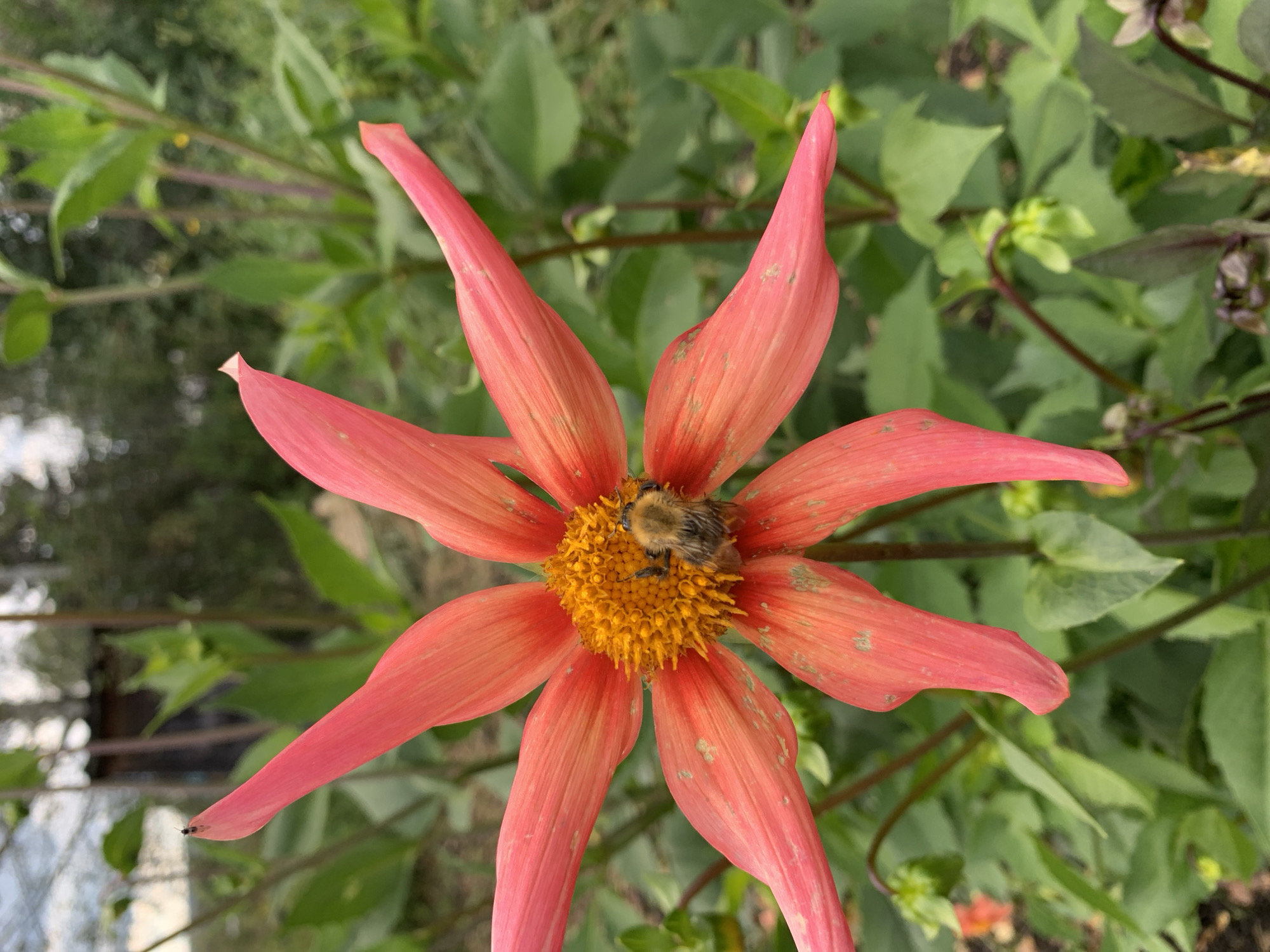 A close-up, eye-level shot captures a vibrant coral dahlia flower in full bloom. The flower is centrally located in the frame, with its eight pointed petals fanning outwards. At the heart of the dahlia, a bumblebee, with its fuzzy, striped body, is actively engaged in collecting pollen. The background is a blur of lush green foliage and darker stems, suggesting an outdoor garden setting. The light appears to be natural, highlighting the delicate textures of the petals and the bee's fur. The scene is consistent with a garden in Novostroika, Russia, likely during a warmer season when flowers are in bloom and insects are active.