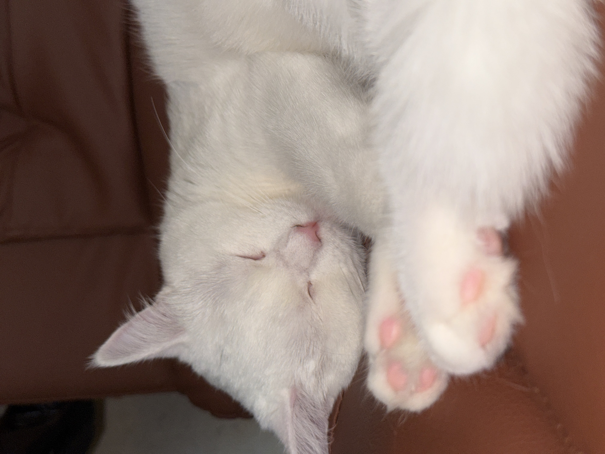 A close-up, eye-level shot shows a white cat sleeping on a brown leather surface. The cat is curled up with its eyes closed and its pink nose visible. Its white fur is soft and fluffy, and its front paws are crossed. The background is a blurry brown surface, likely the same leather as the cat is resting on. The lighting is dim, casting soft shadows on the cat's fur.