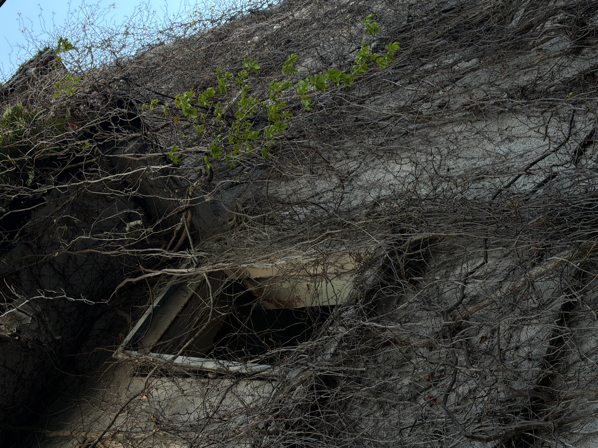 A weathered, possibly abandoned structure in Trebesin, Montenegro, is heavily overgrown with dense vines, mostly bare but with a few patches of green leaves. A window opening, partially obscured by the vegetation, reveals a dark interior. The building's surface is textured and discolored, suggesting age and neglect. The sky is visible in the upper left corner.