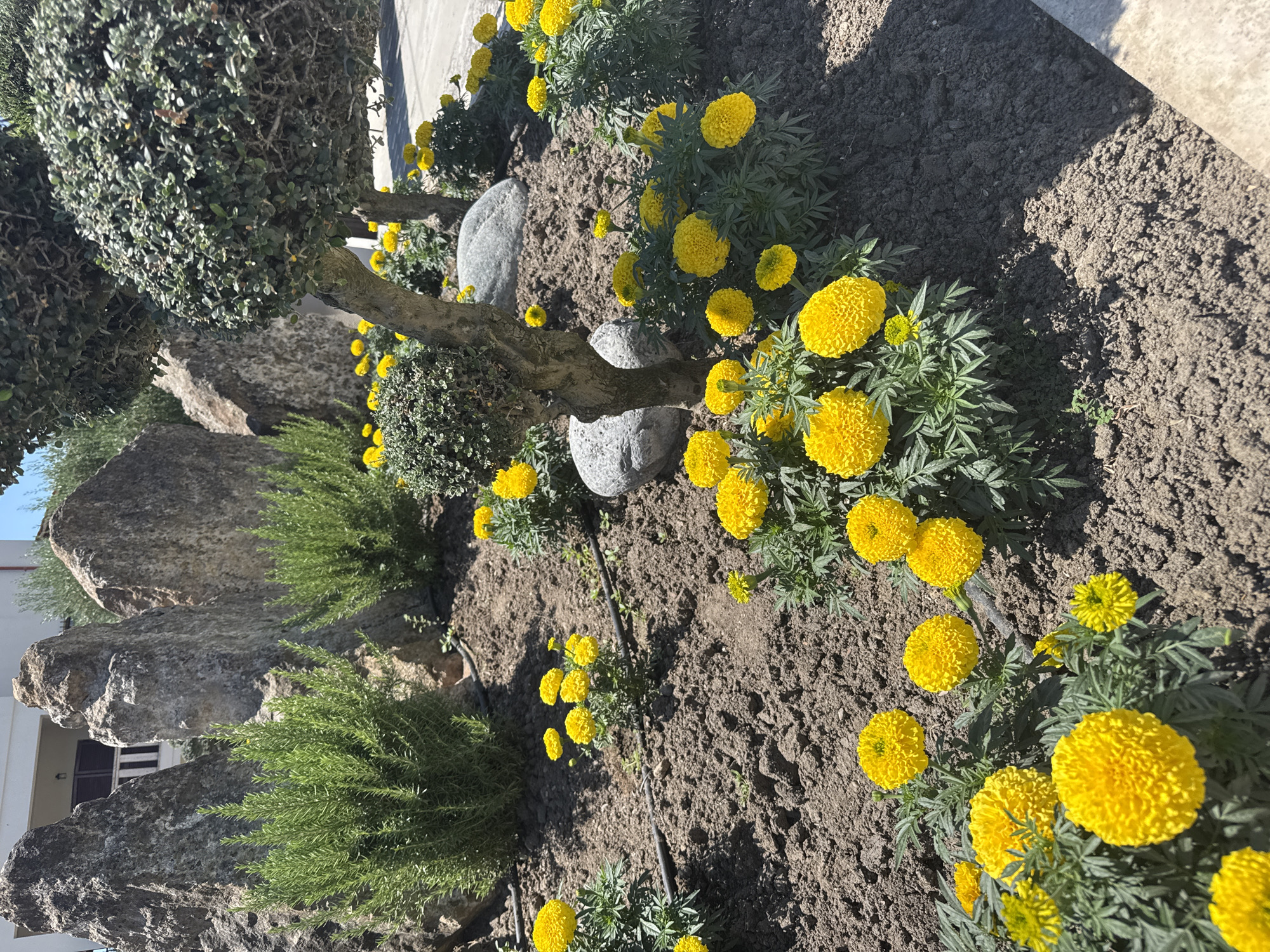 In the foreground of the image, a bed of vibrant yellow marigolds flourishes in dark, cultivated soil. The flowers are clustered densely, with some displaying fully bloomed, pom-pom-like heads and others showing buds. Green, feathery foliage supports the blooms, and visible irrigation tubing runs through the soil. In the midground, a sculpted tree with a textured trunk and spherical topiary forms stands amongst the flowers. Two grey, rounded boulders are partially visible near the tree's base. Behind the flowers and tree, large, rough-hewn grey rocks form a naturalistic backdrop. Green, bushy plants, possibly rosemary, are nestled between the rocks. In the background, a portion of a building with white walls and a dark-shuttered window is visible, suggesting an urban or suburban setting. The scene is illuminated by bright sunlight, casting shadows on the ground, indicating it is daytime. The location is the Municipal Unit of Pallini, Greece, identified by its characteristic Mediterranean flora and architecture.