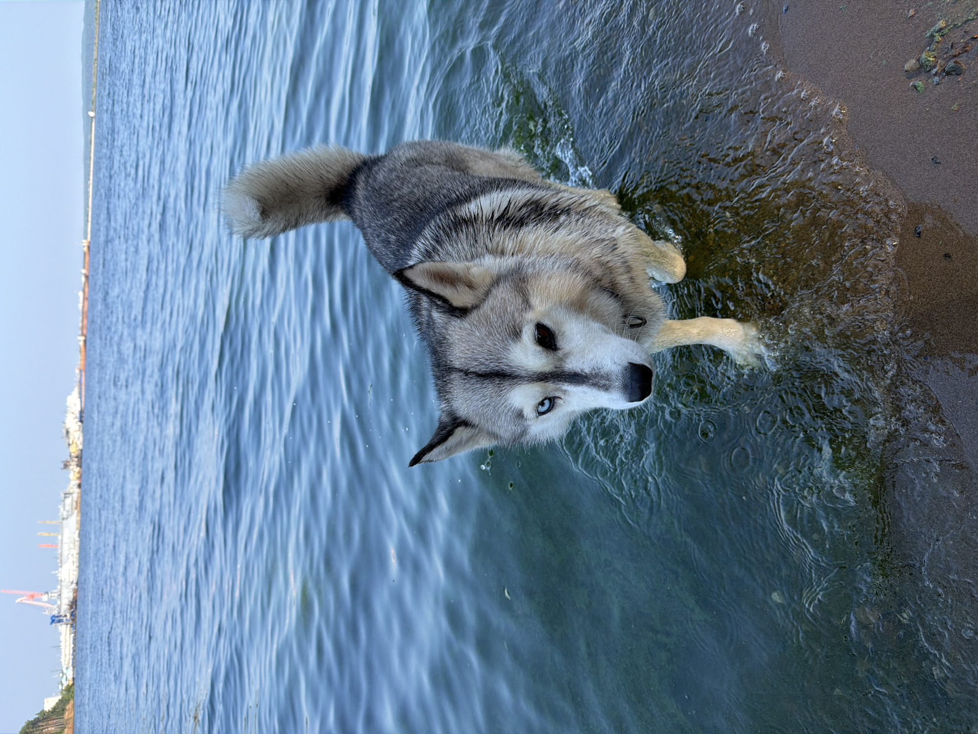 A husky with heterochromia, one blue eye and one brown eye, stands in shallow, choppy blue water near a sandy shore. The dog is facing slightly to the left, with its head lowered and its tail curled upwards. The water is clear enough to see some of the sandy bottom, and small waves are breaking on the shore. In the background, across the water, is a large industrial complex with cranes and several ships docked. The sky is a clear, pale blue. The location is likely the Kama River in Chaikovsky, Russia, given the industrial landscape often seen along its banks in that area.