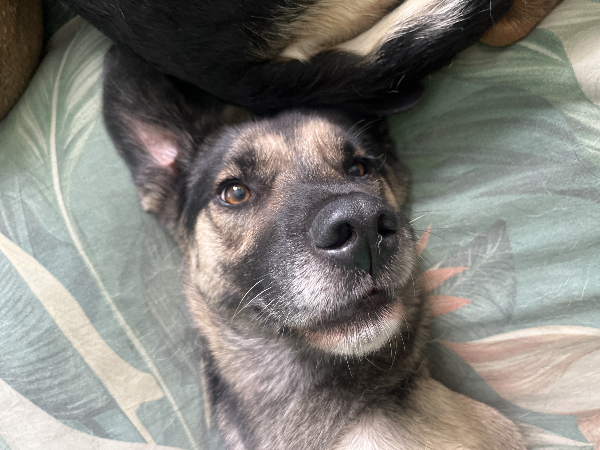 A close-up, high-angle shot shows a German Shepherd puppy lying on its side on a green, tropical-patterned fabric. The puppy's head is the primary focus, with its eyes open and looking towards the camera. Its fur is a mix of brown, black, and tan. The puppy's left ear is flopped down, while its right ear is partially visible and tilted upwards. The background is a green fabric with large, stylized leaves in shades of green and pink. There is no indication of the city of Nizhny Tagil, Russia, within the image.