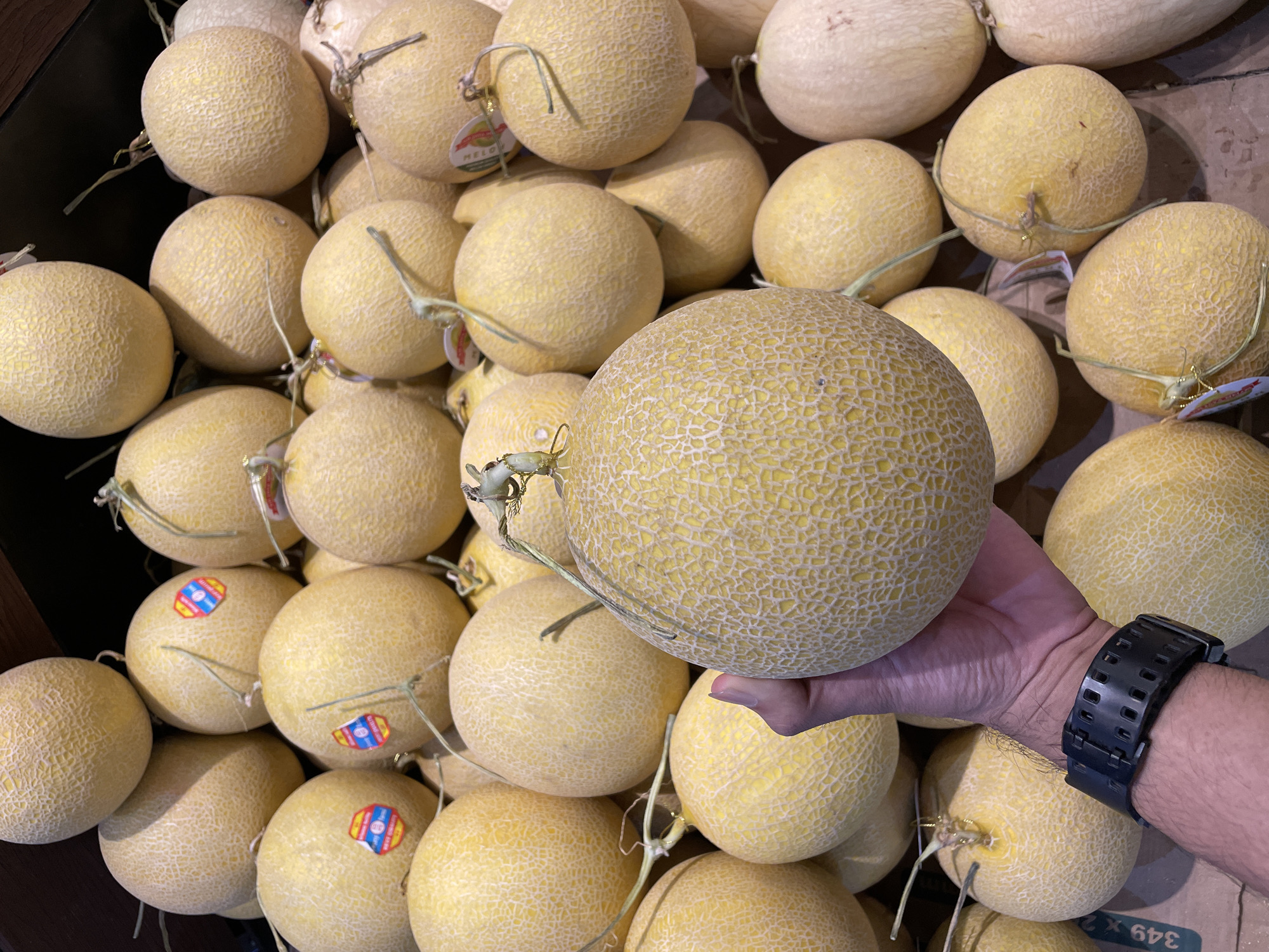 A high-angle shot shows a selection of canary melons. A hand holding a melon is in the lower right of the frame, sporting a black watch. The melons are round and yellow, with a netted texture. Some have stems still attached. Small stickers appear on some melons. The melons are in a large bin.