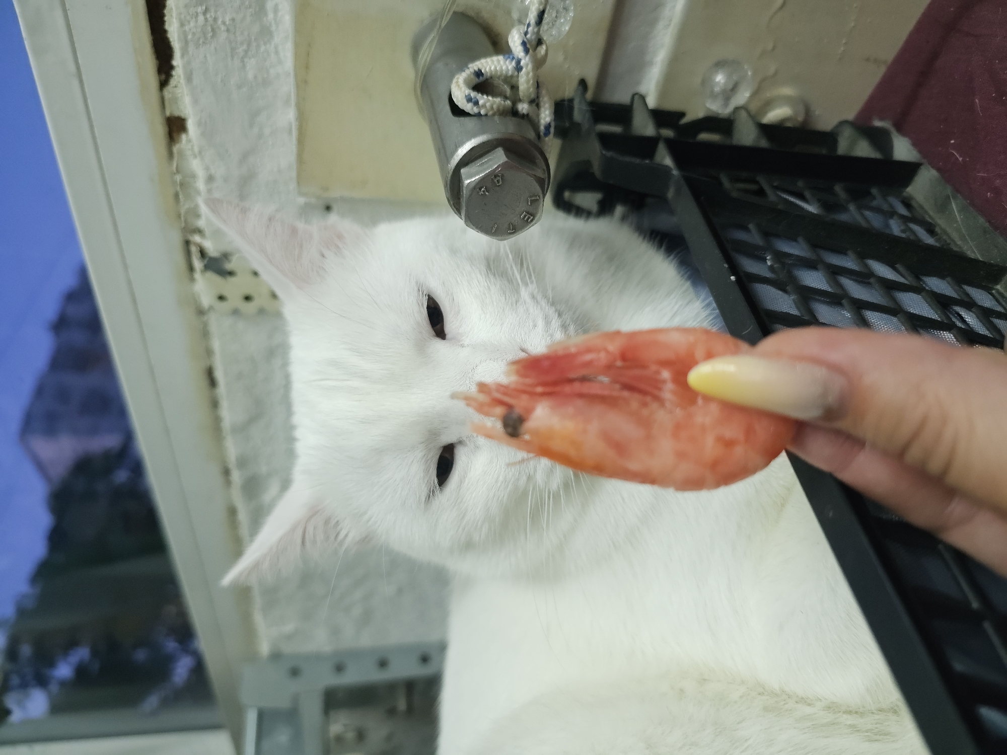 A white cat with a pink shrimp is in the foreground of the image. The cat is lying down with its head slightly tilted. The shrimp is held in front of the cat's nose by a human hand with a yellow-tipped fingernail. The background of the image shows a window with a blurry view of buildings and the sky. The cat appears to be inside a room or on a balcony.