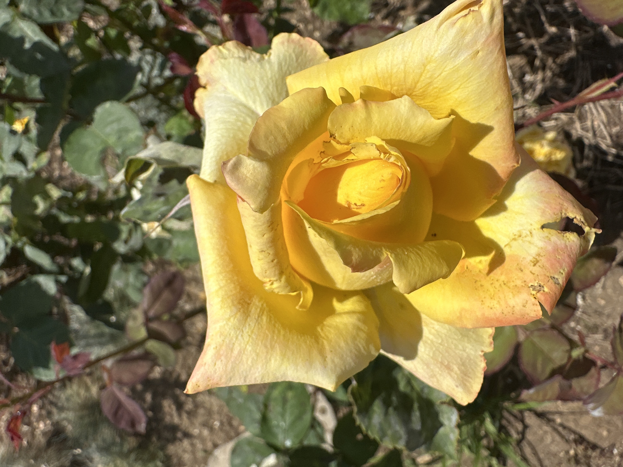 A close-up, top-down shot shows a vibrant yellow rose bloom. The rose is in the center of the frame, with its petals unfurling to reveal a deep yellow center. The petals are edged with a subtle pink hue, and some show slight browning and damage. The background is blurred, consisting of green leaves, brown soil, and some reddish-purple foliage. The lighting suggests it is daytime, with sunlight casting shadows on the petals. The location is identified as Unknown, Unknown.