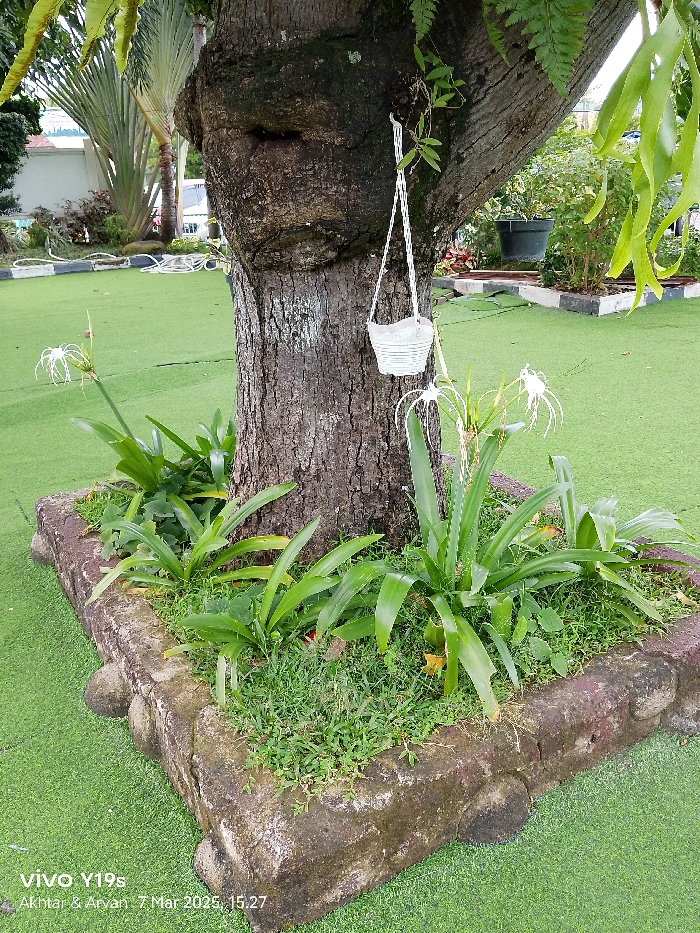 The image shows a large tree trunk with a white hanging basket and a white flower. There is a stone border around the base of the tree, which is covered in green grass and greenery. The location is in Indramayu, Indonesia at coordinates -6.327 latitude and 108.322 longitude. The image is taken at an angle, looking up at the tree from the ground. There are no people in the image. The image was taken on a sunny day, and the colors are bright and vivid.