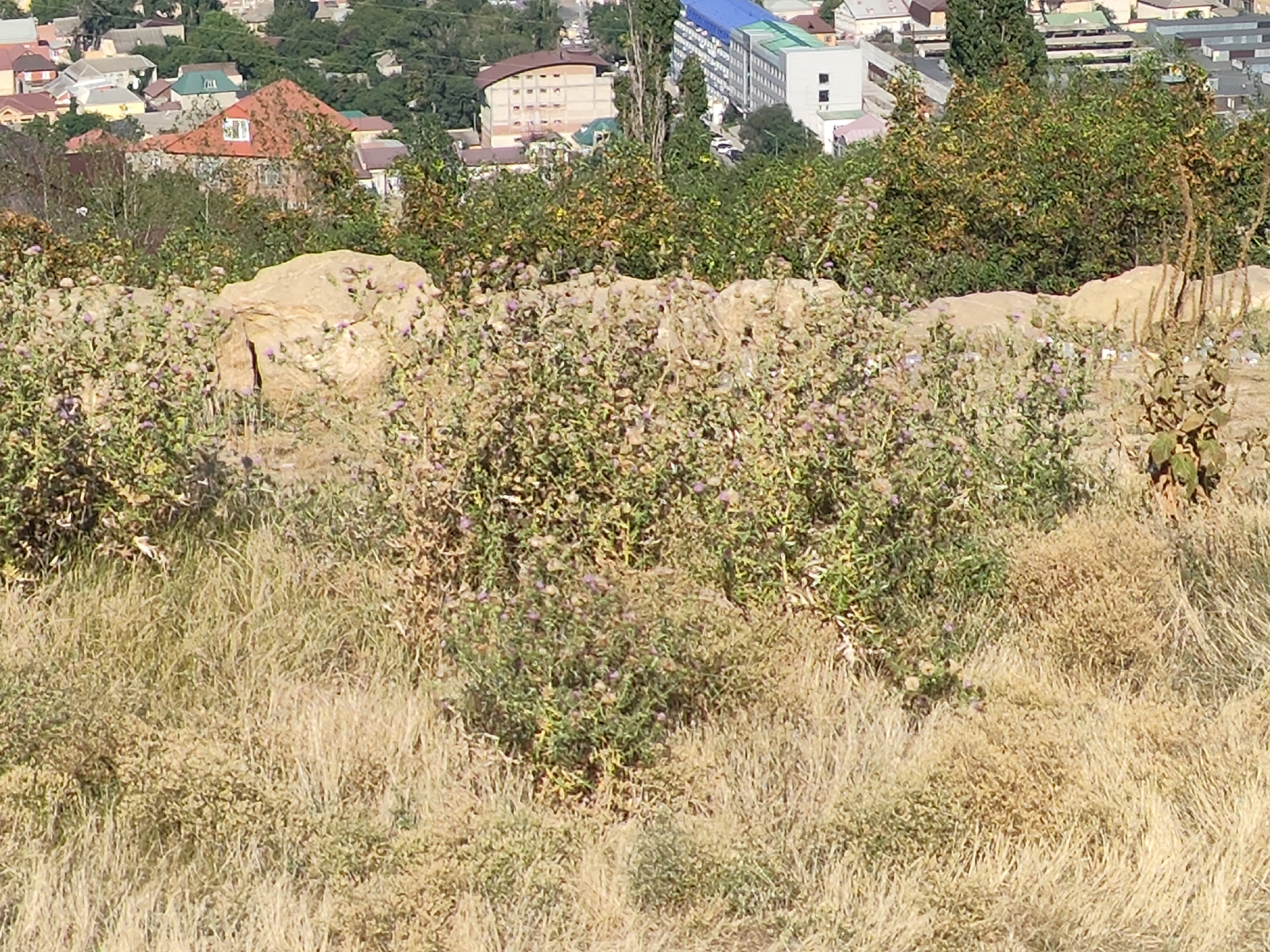The image depicts a hillside with dry grass in the foreground and a cluster of green bushes with small purple flowers in the midground. Behind the bushes, a large rock is visible. In the background, a city skyline is apparent, featuring various buildings, including a red-roofed house, a building with a curved facade and arched windows, and a white building with a blue roof. The city is identified as Makhachkala, Russia. The scene appears to be a natural landscape overlooking an urban area.