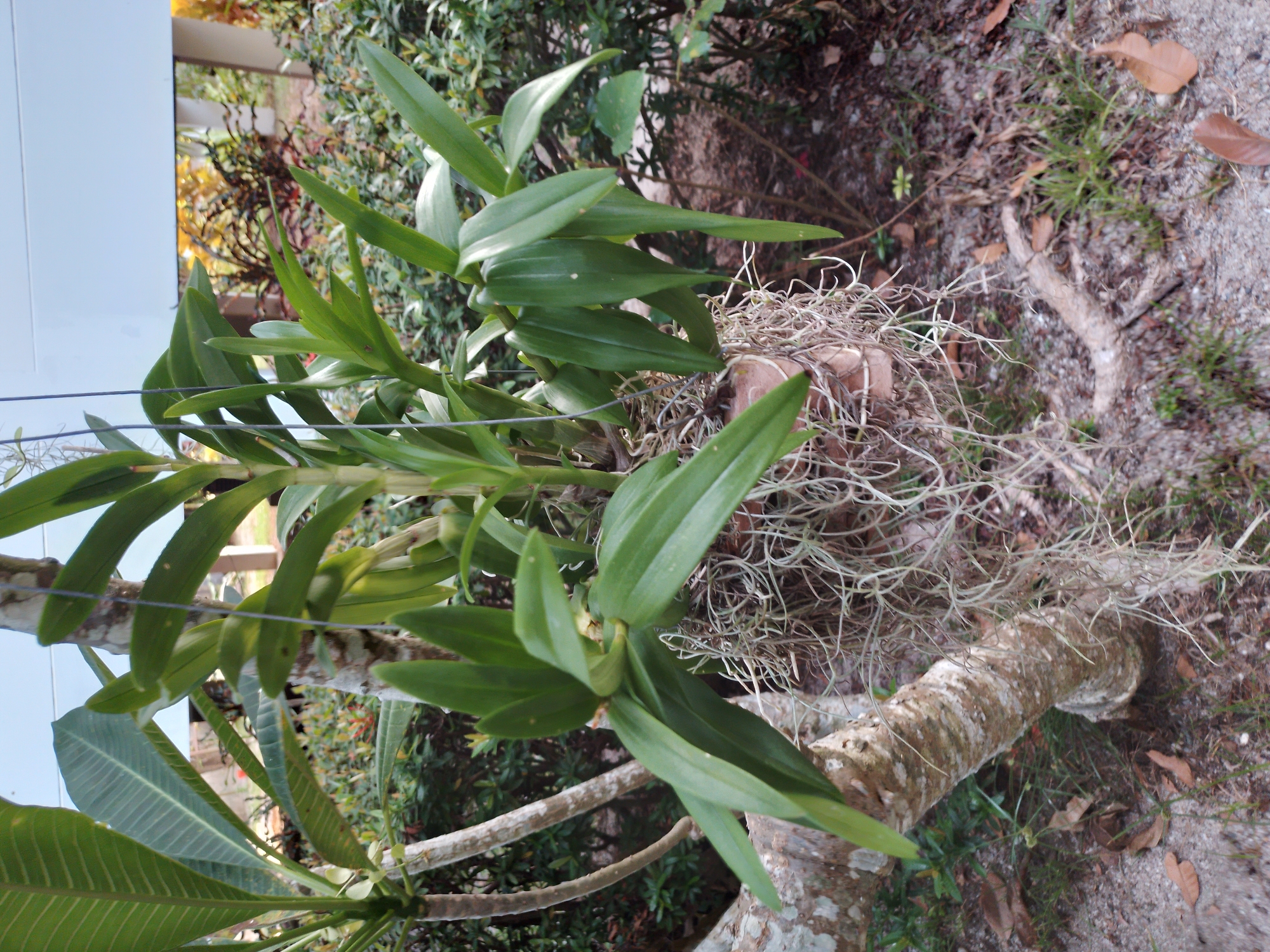 This is a medium shot, eye-level photograph of an orchid plant suspended in a pot from a tree trunk. The orchid plant has long, green leaves and aerial roots that cascade downwards. The pot is partially visible and appears to be made of clay. The tree trunk is rough and textured, with bark patterns. In the background, there are various green bushes and foliage, suggesting an outdoor environment. Further in the background, there is a white structure, possibly a building or a sign, and some hints of other plants with yellow and red foliage. The ground is covered with a mixture of sand, small stones, and fallen leaves. The scene is well-lit, with natural daylight illuminating the plant and its surroundings. The location is identified as Baan Mae Nam, Thailand. There are no people or animals visible in the image. The overall impression is one of a lush, tropical garden setting.
