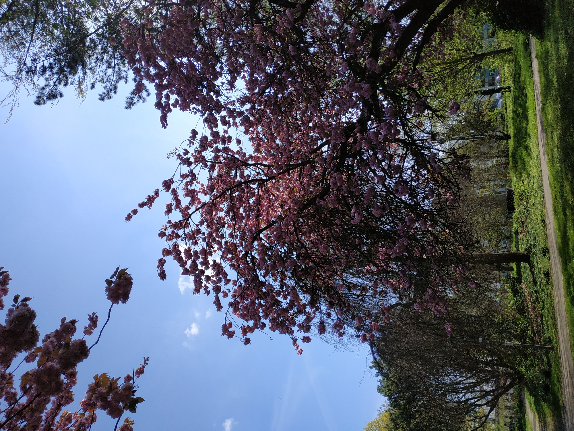 The image depicts a tree with pink blossoms in Dortmund, Germany. The view is looking up into the branches against a blue sky with scattered clouds. A narrow grassy parkway with a path borders the right edge of the frame. Buildings are visible further along the parkway, behind other trees.
