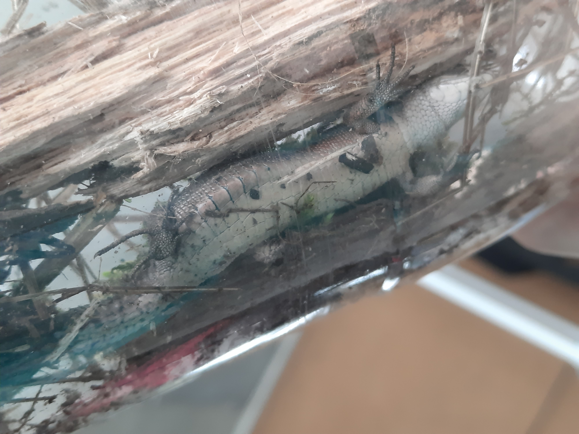 A lizard is inside a transparent container, lying on its back among wood and twigs. The location is Krasnogorskoye, Russia.