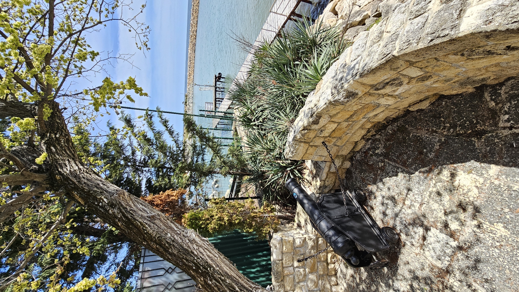 The image captures a bright, sunny outdoor scene, likely in Varna, Bulgaria, showcasing a coastal or lakeside landscape. In the foreground on the left, a large tree with a thick, textured trunk and vibrant light-green leaves, possibly in bloom or new growth, reaches towards a clear blue sky.
To the right of the tree, a sturdy stone wall, possibly part of an archway or terraced structure, dominates the midground. Resting beneath this stone structure is a small, black decorative cannon on wheels, secured by chains. Various green plants, including spiky yucca-like foliage and coniferous shrubs, grow along the top of the stone wall and behind it, adding to the lush greenery.
Beyond the immediate foreground and visible through a green metal fence, a calm body of light blue water extends towards the horizon. A wooden pier or walkway with a small structure is seen on the water. In the distance, a long, narrow breakwater or seawall stretches horizontally across the horizon line. The sky is a bright, clear blue, indicating a pleasant day. Shadows are visible on the ground beneath the stone archway and cannon, suggesting a strong sunlight. No people or visible text are present in the image.
