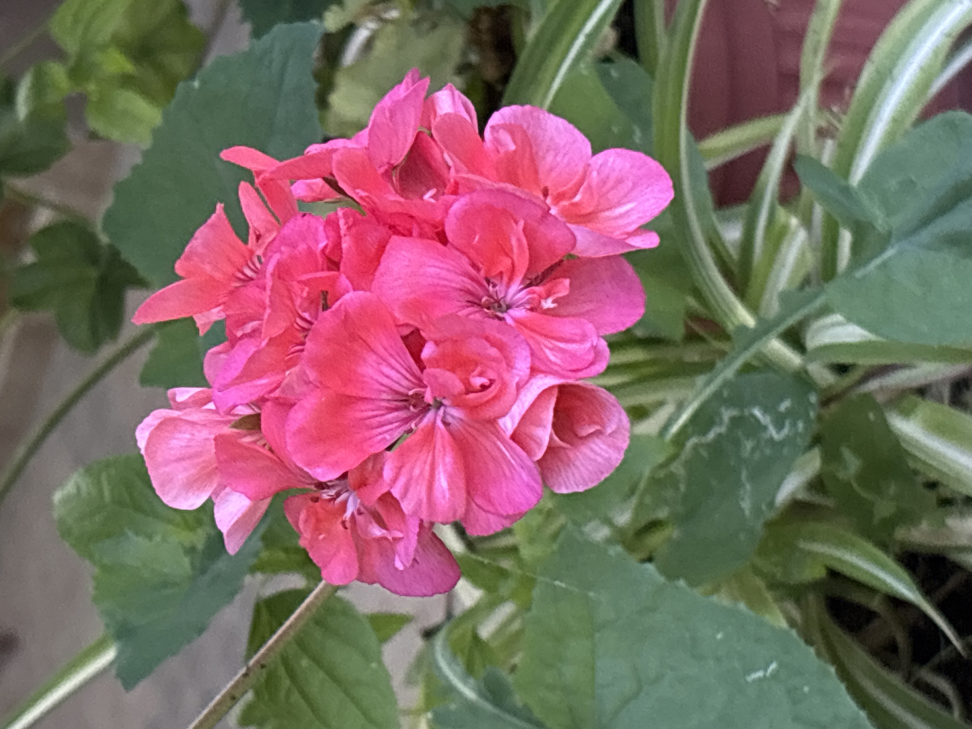 A close-up, eye-level shot focuses on a cluster of vibrant pink geranium flowers. The flowers are in various stages of bloom, with some petals unfurled and others still tightly closed. Fine, dark veins are visible on some of the petals, adding texture and detail. Behind the flowers, lush green leaves create a soft, out-of-focus background. Interspersed among the green leaves are the variegated, striped leaves of another plant, likely a spider plant, with bands of white and green. The overall impression is one of natural beauty and vibrant color. The location of this image is unknown.