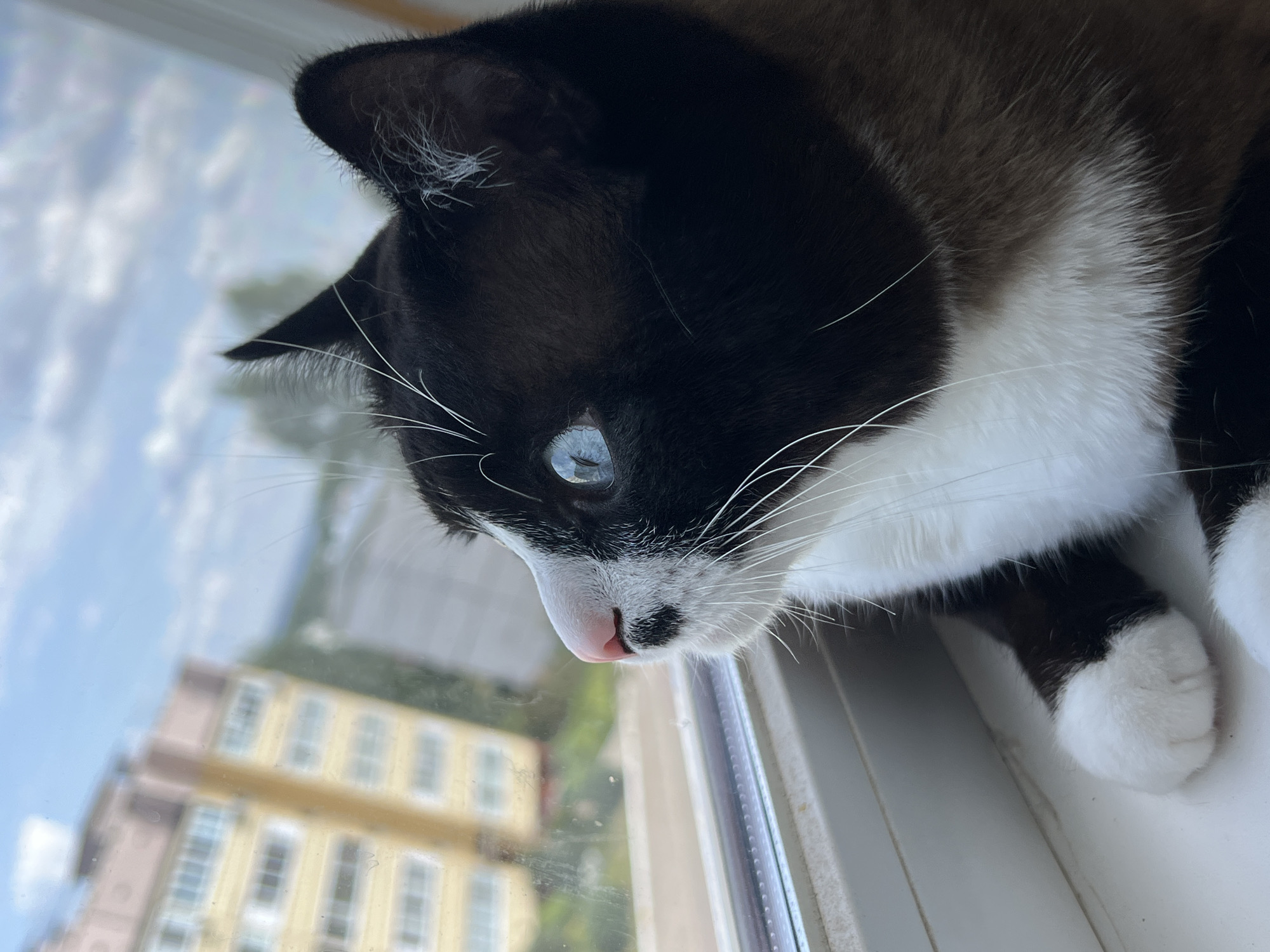 A close-up, medium shot captures a black and white cat with striking blue eyes gazing intently out of a window. The cat is positioned on a white windowsill. Outside the window, a blurry yellow building with visible balconies and a segment of a cloudy blue sky are visible. The cat's fur is predominantly black, with white markings on its face, chest, and paws. The background suggests an urban environment, potentially in Noviy, Russia, given the architectural style of the building. The lighting appears to be natural daylight.